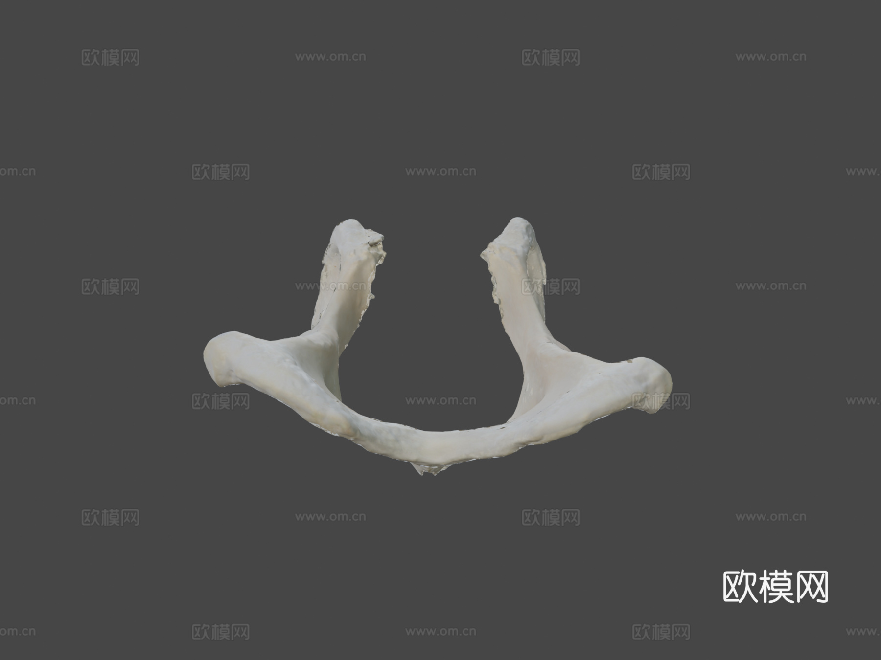 狗盆骨髋骨3d模型