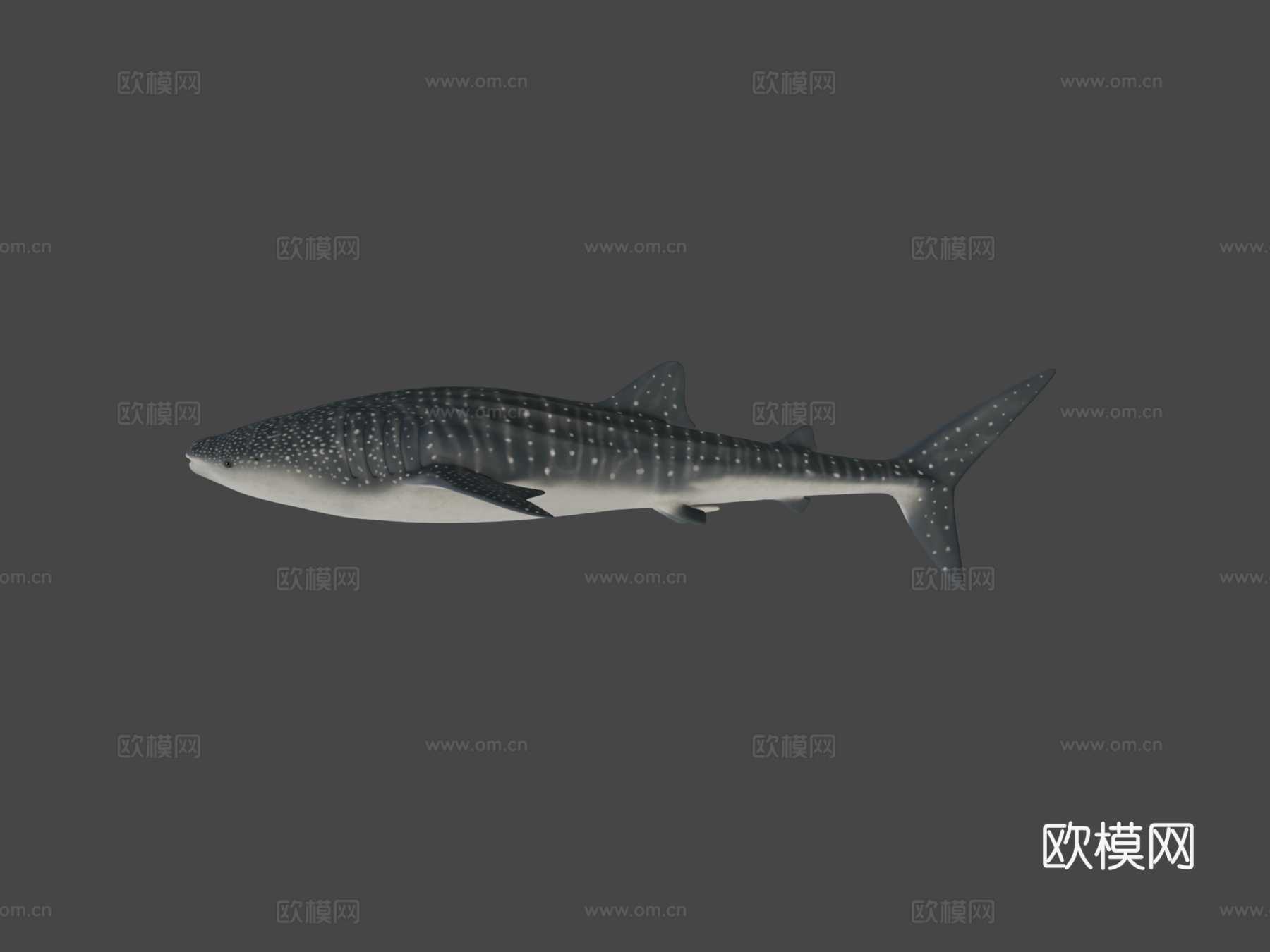 A型-鲸鲨3d模型
