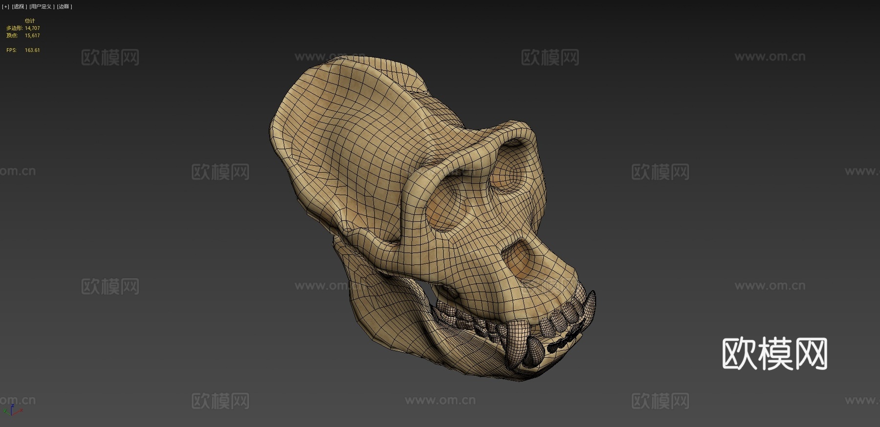大猩猩头骨3d模型