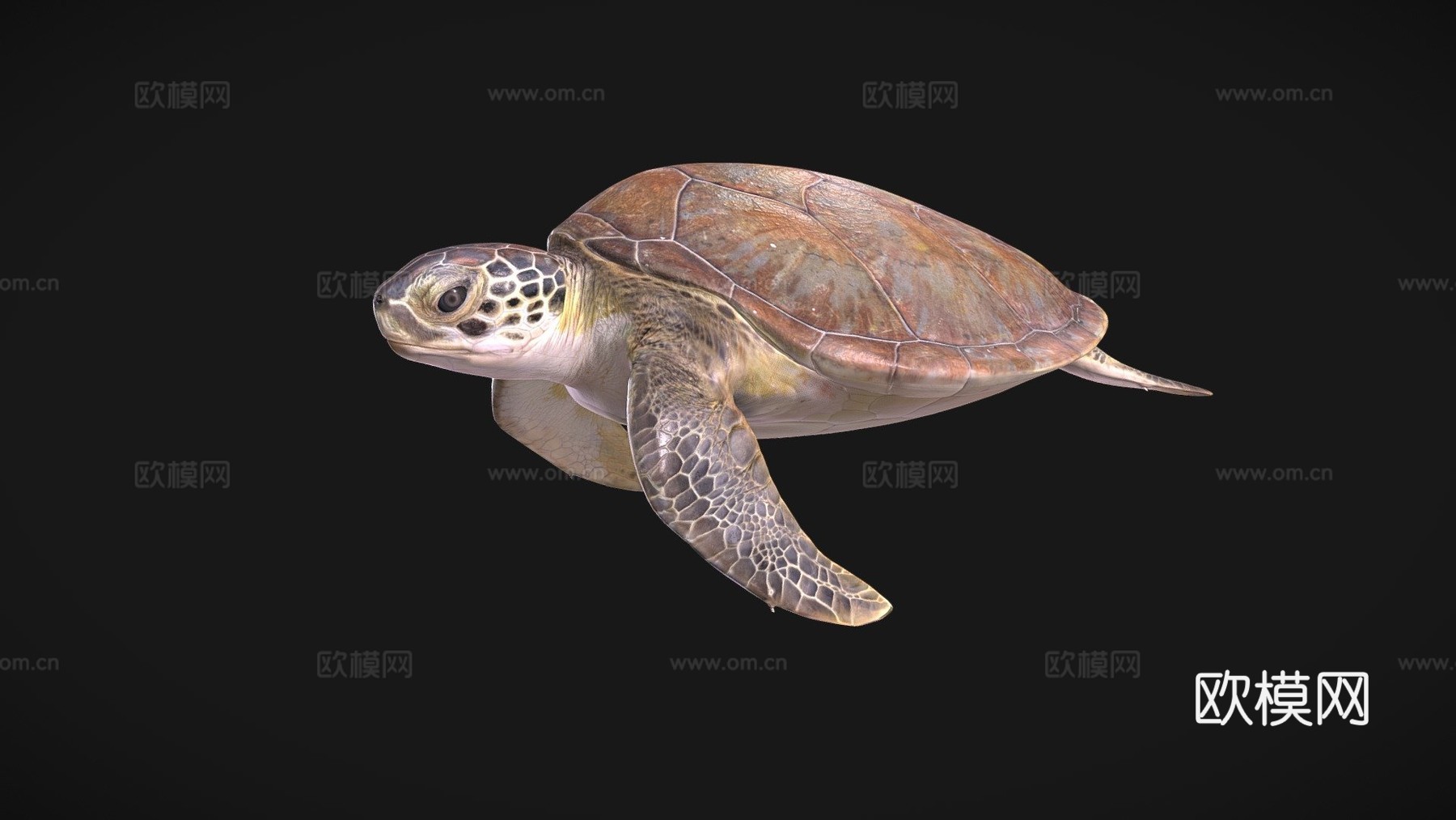 B模型幼年绿海龟3d模型