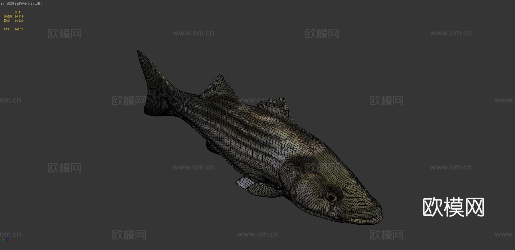 模型69A-条纹鲈鱼3d模型
