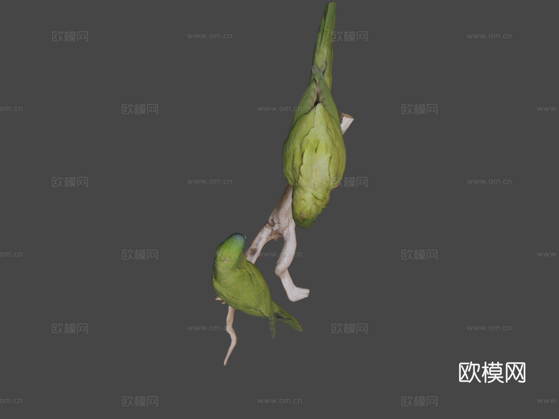 加勒比鹦鹉3d模型