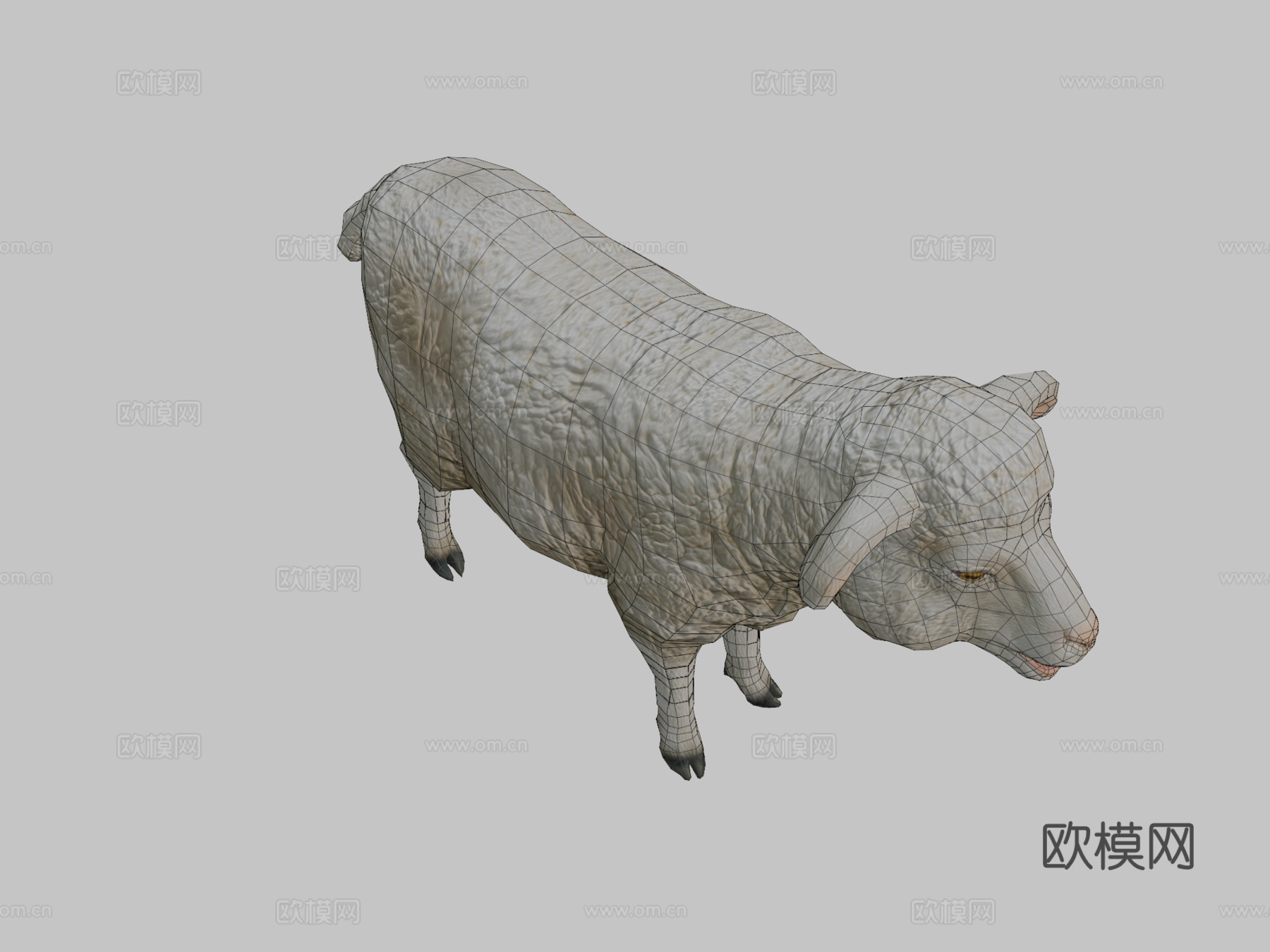 绵羊动画3d模型