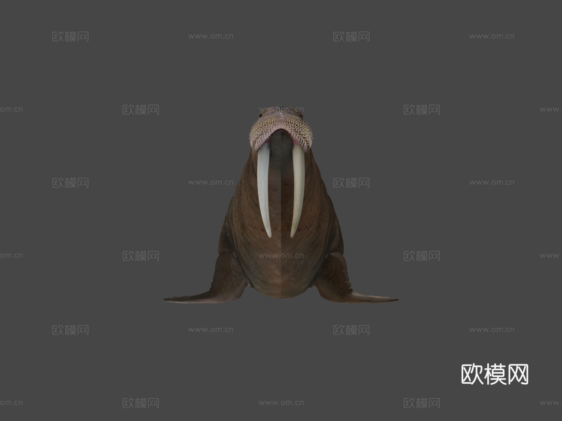 海象（学名：Odobenus Rosmarus）-海象3d模型