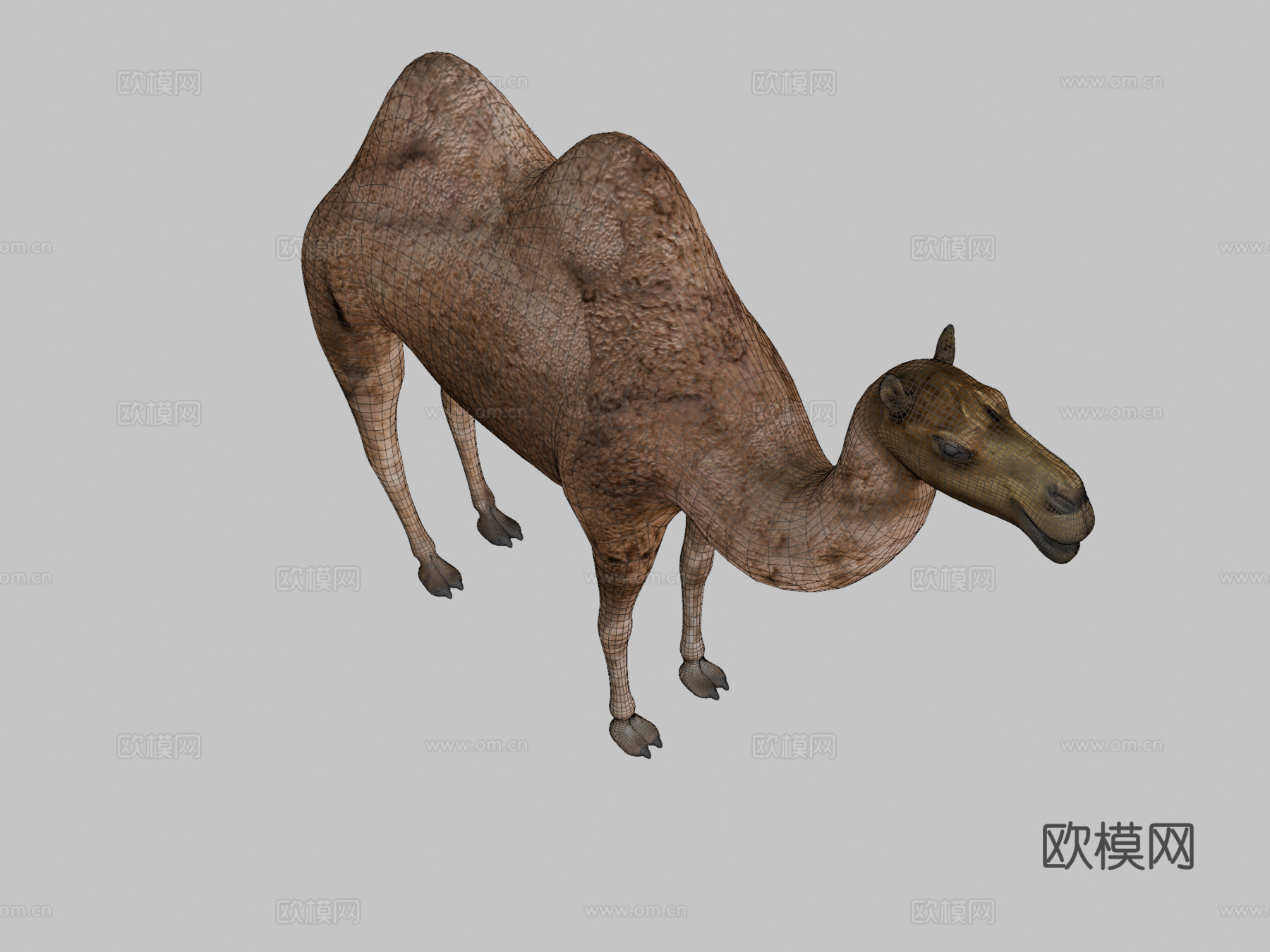 双峰骆驼3d模型