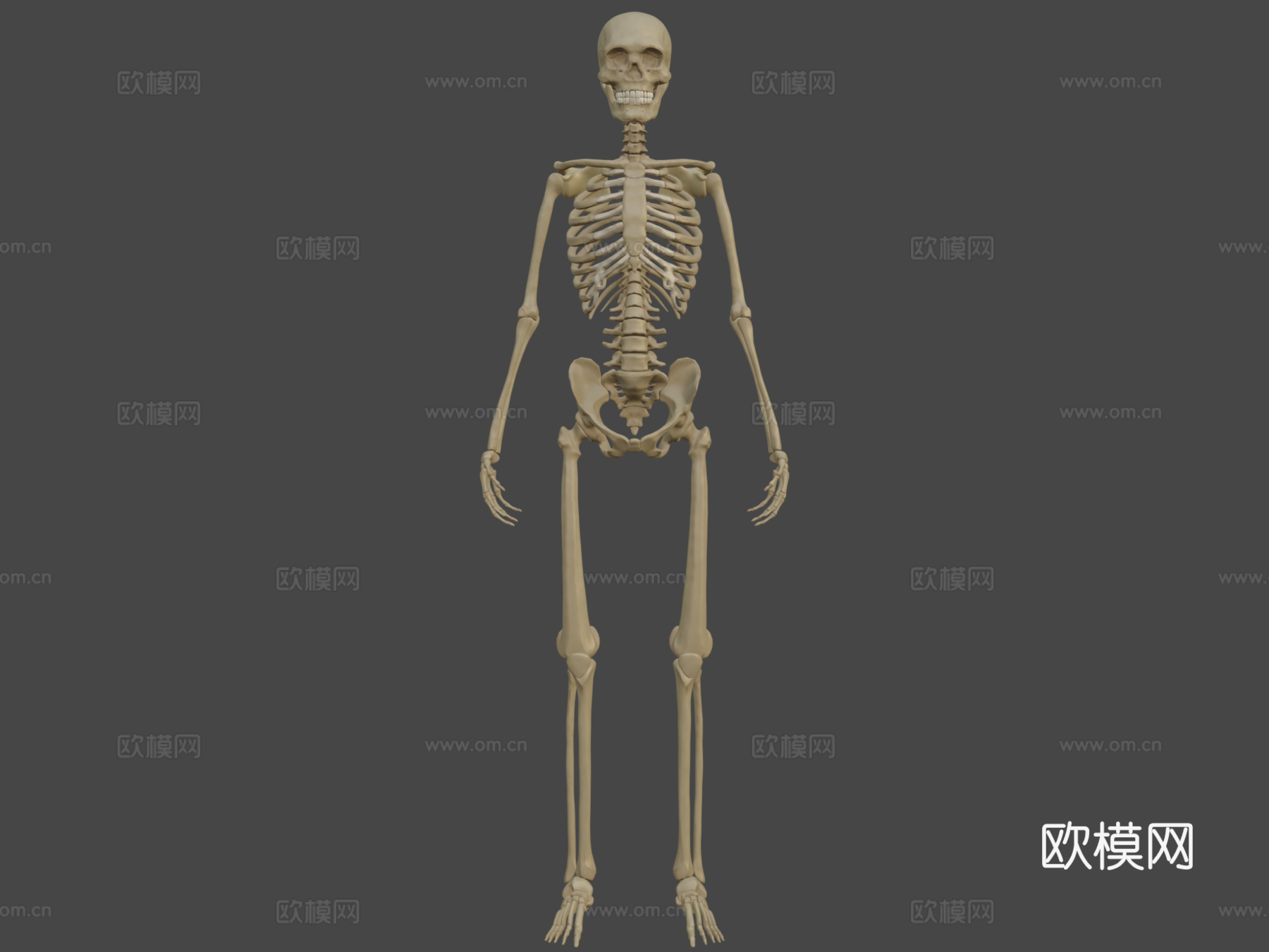 剥皮骨骼3d模型