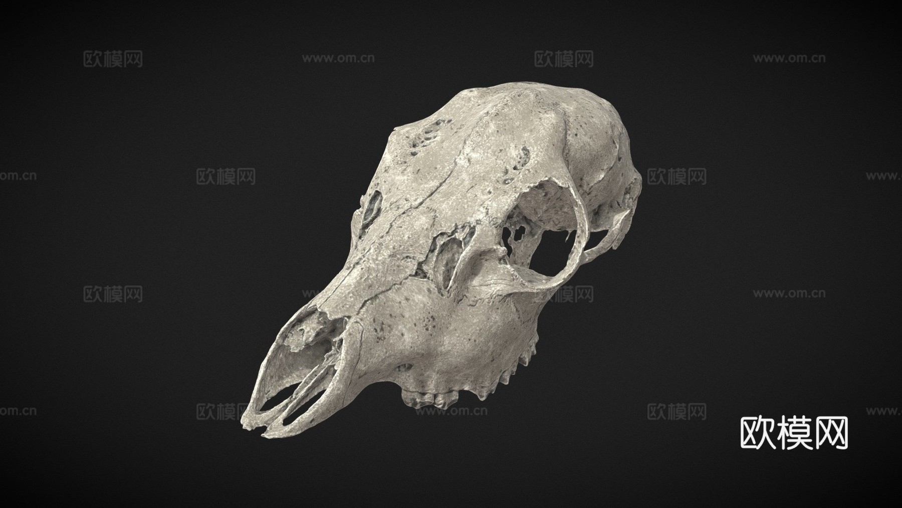 鹿头骨3d模型