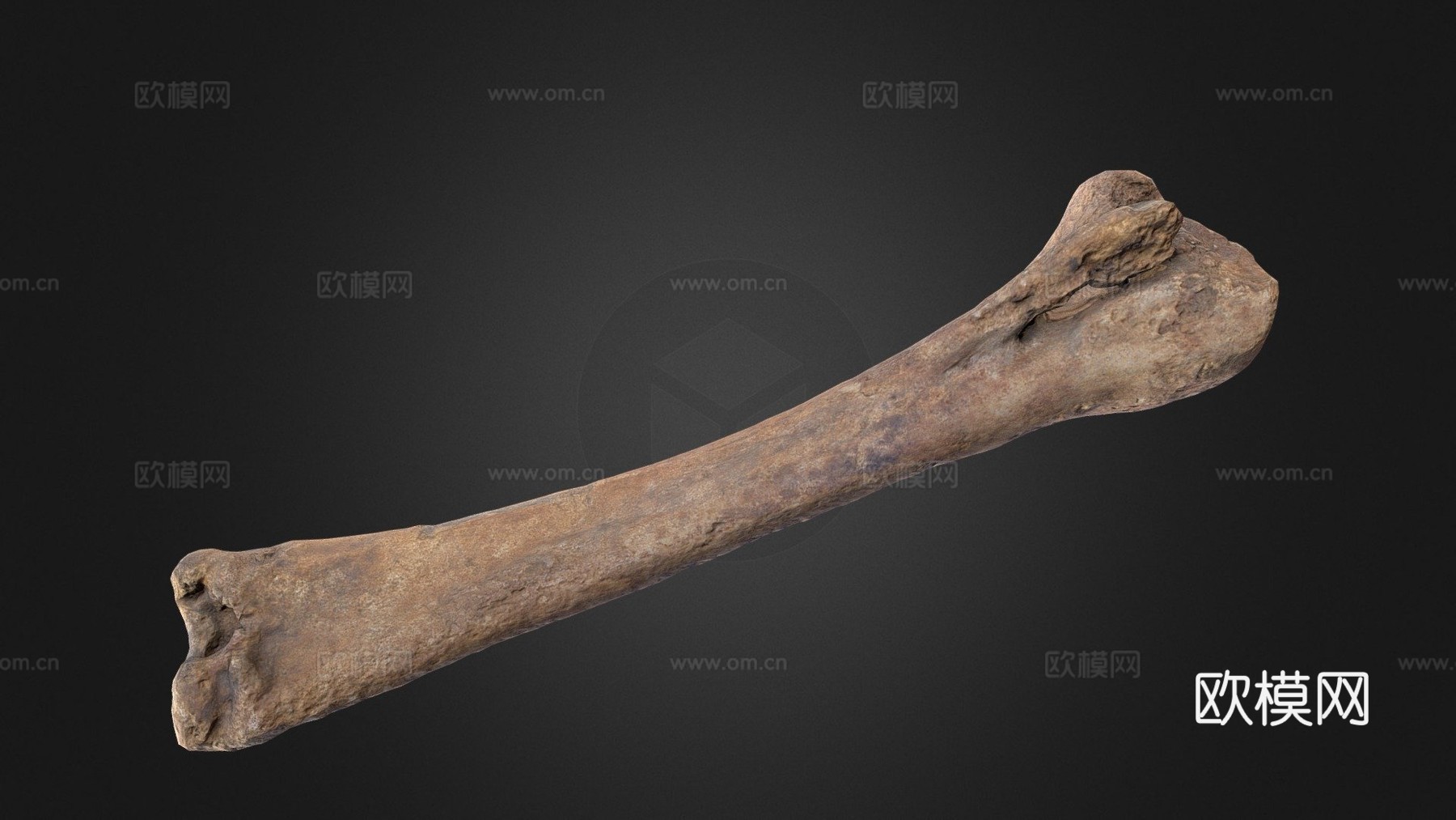 马骨3d模型