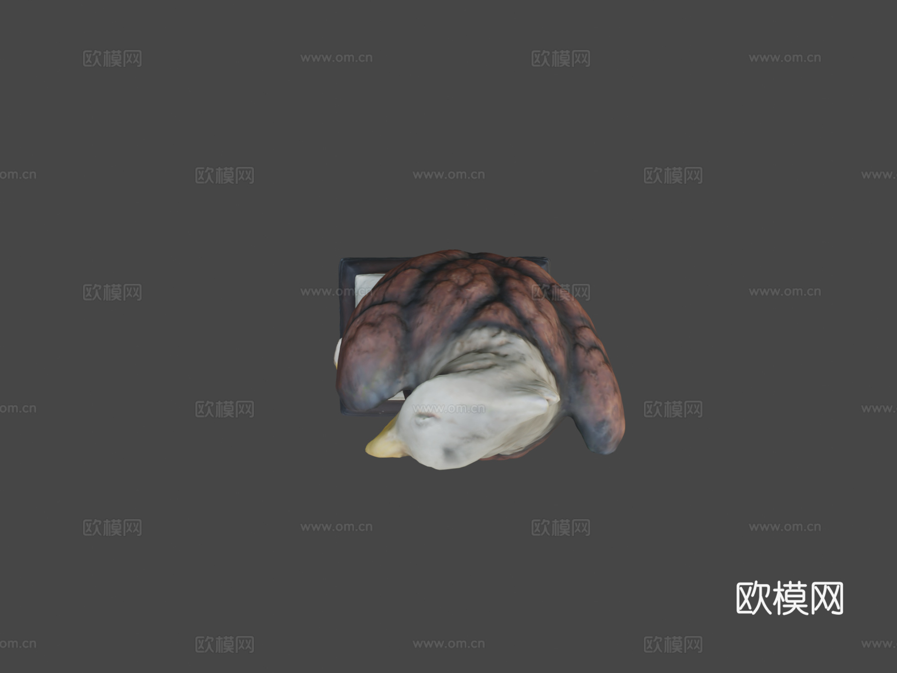 D扫描鹰3d模型