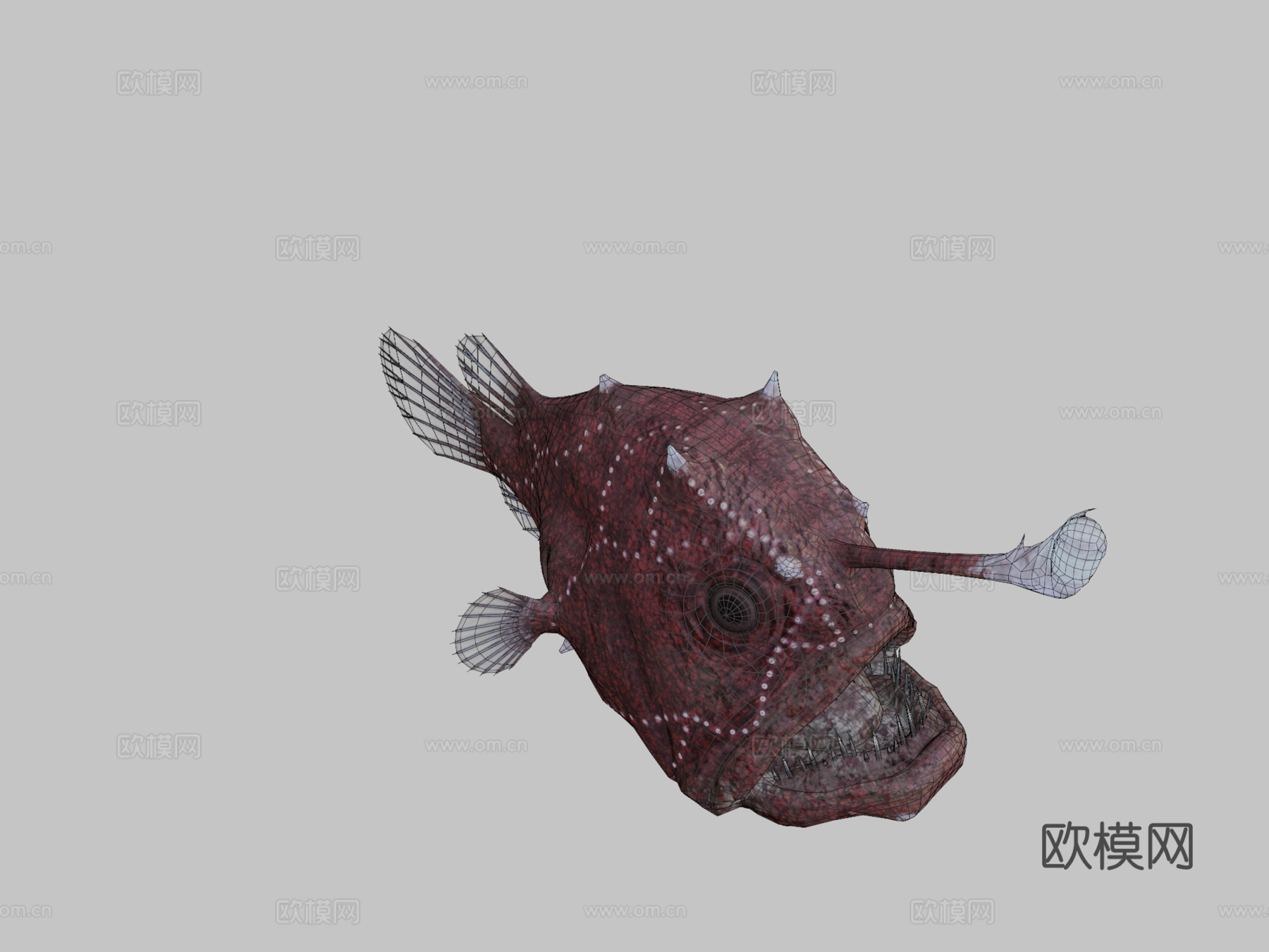 大西洋足球鱼♀3d模型