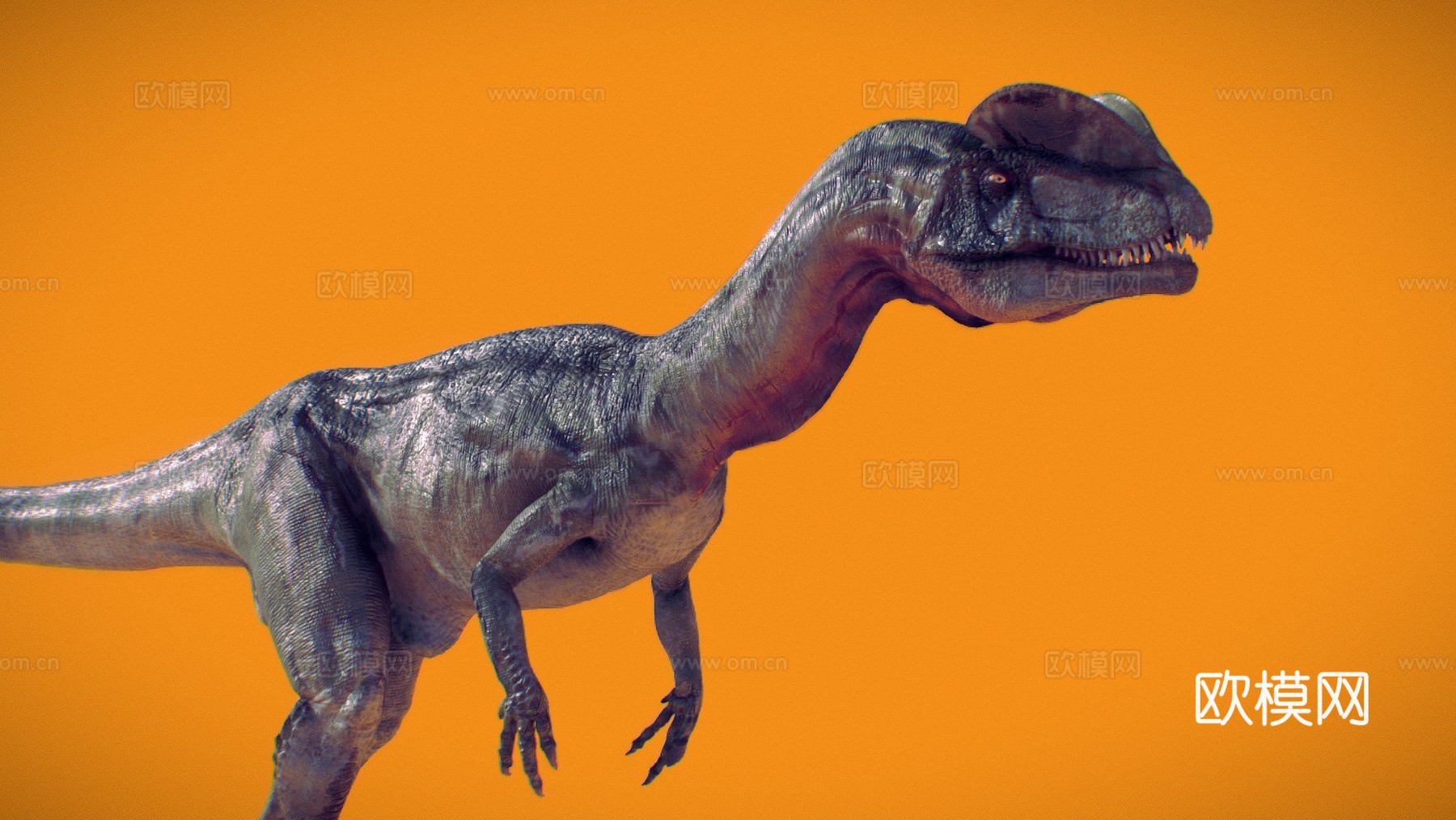 双脊龙3d模型