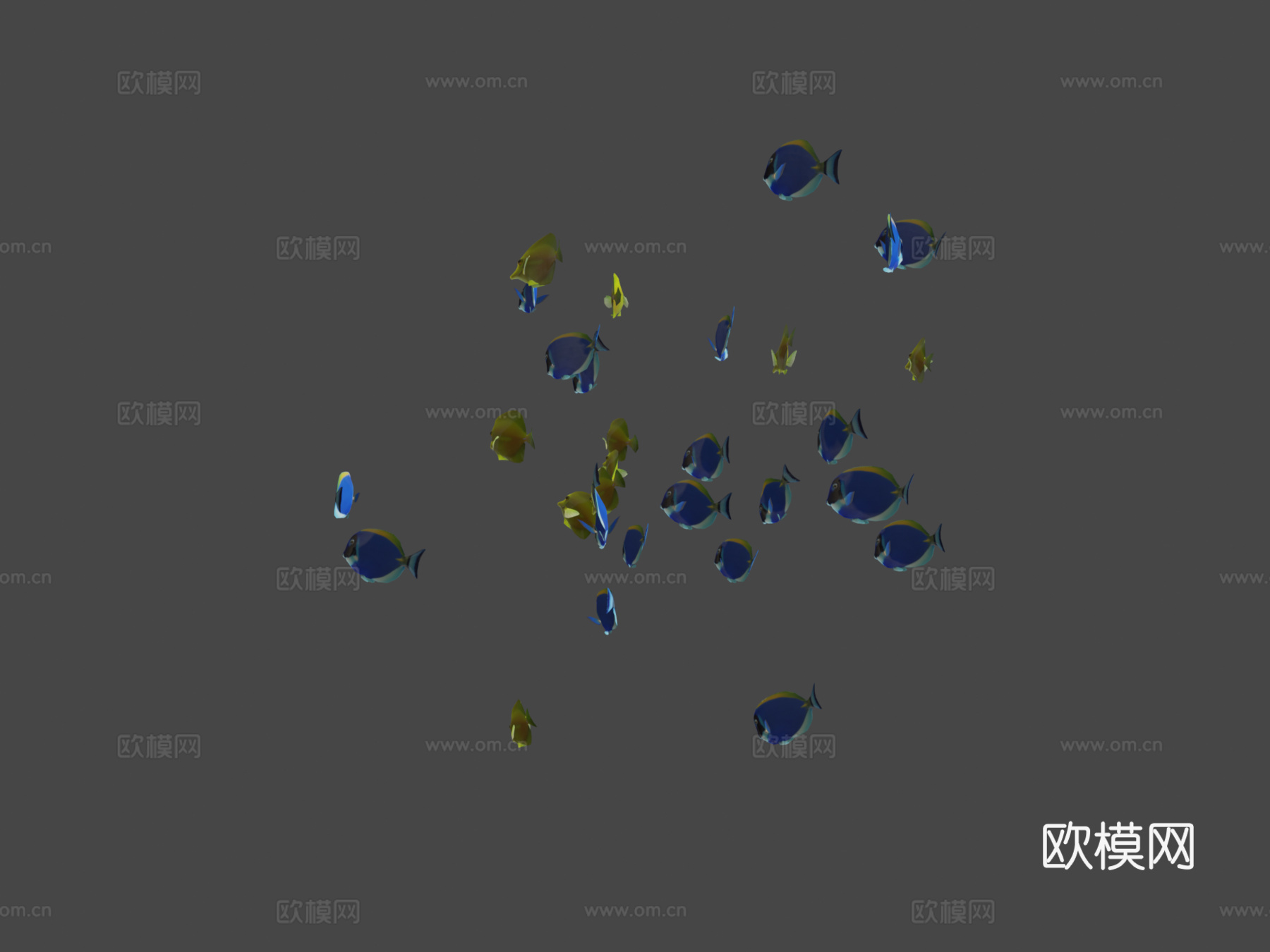 群游鱼蓝黄刺尾鱼3d模型