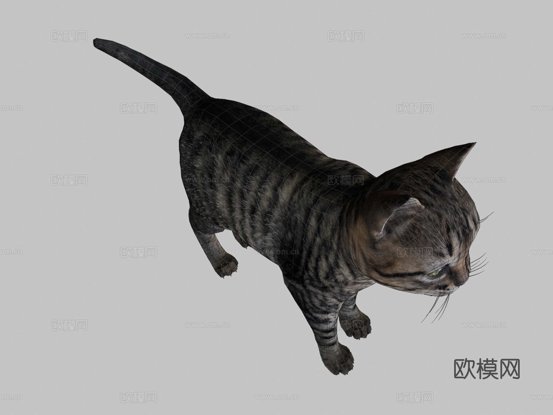 小虎猫3d模型