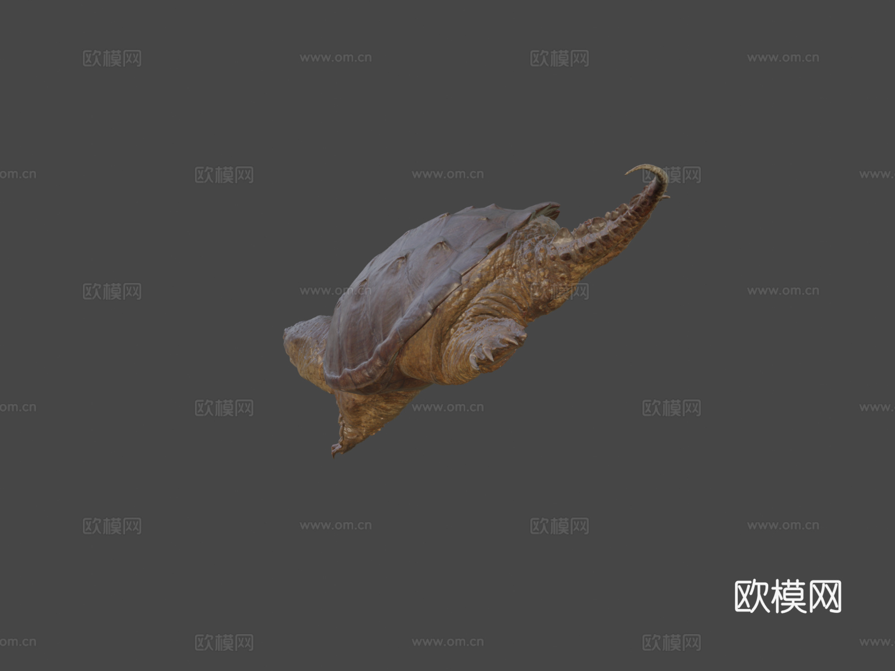 鳄龟3d模型