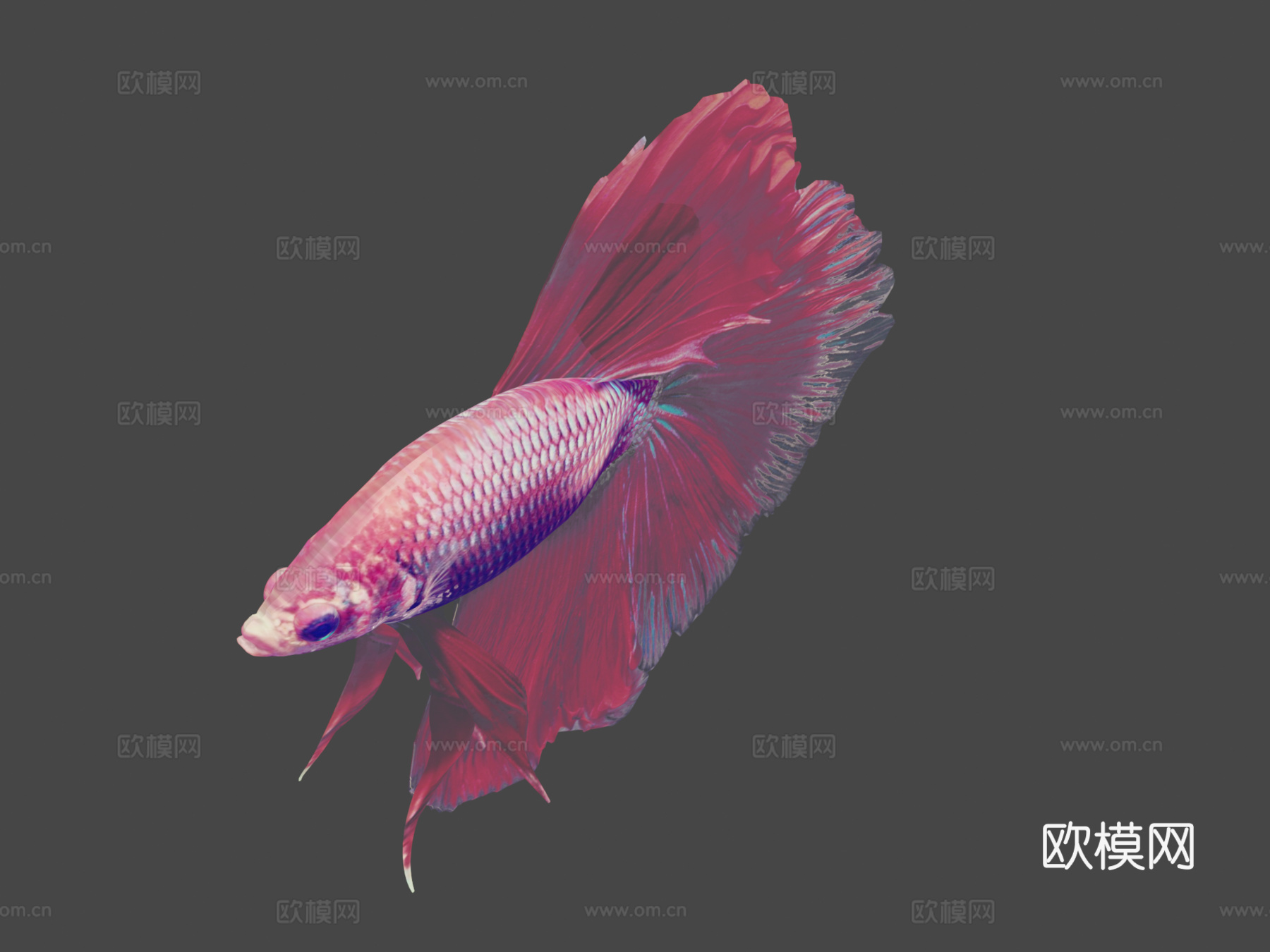 热带鱼23d模型