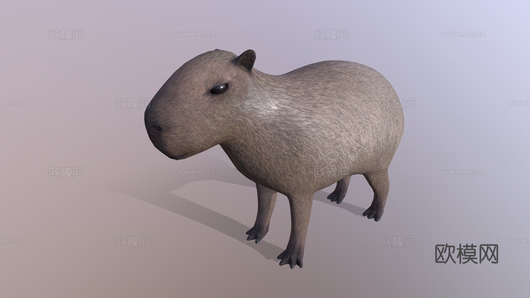 水豚3d模型