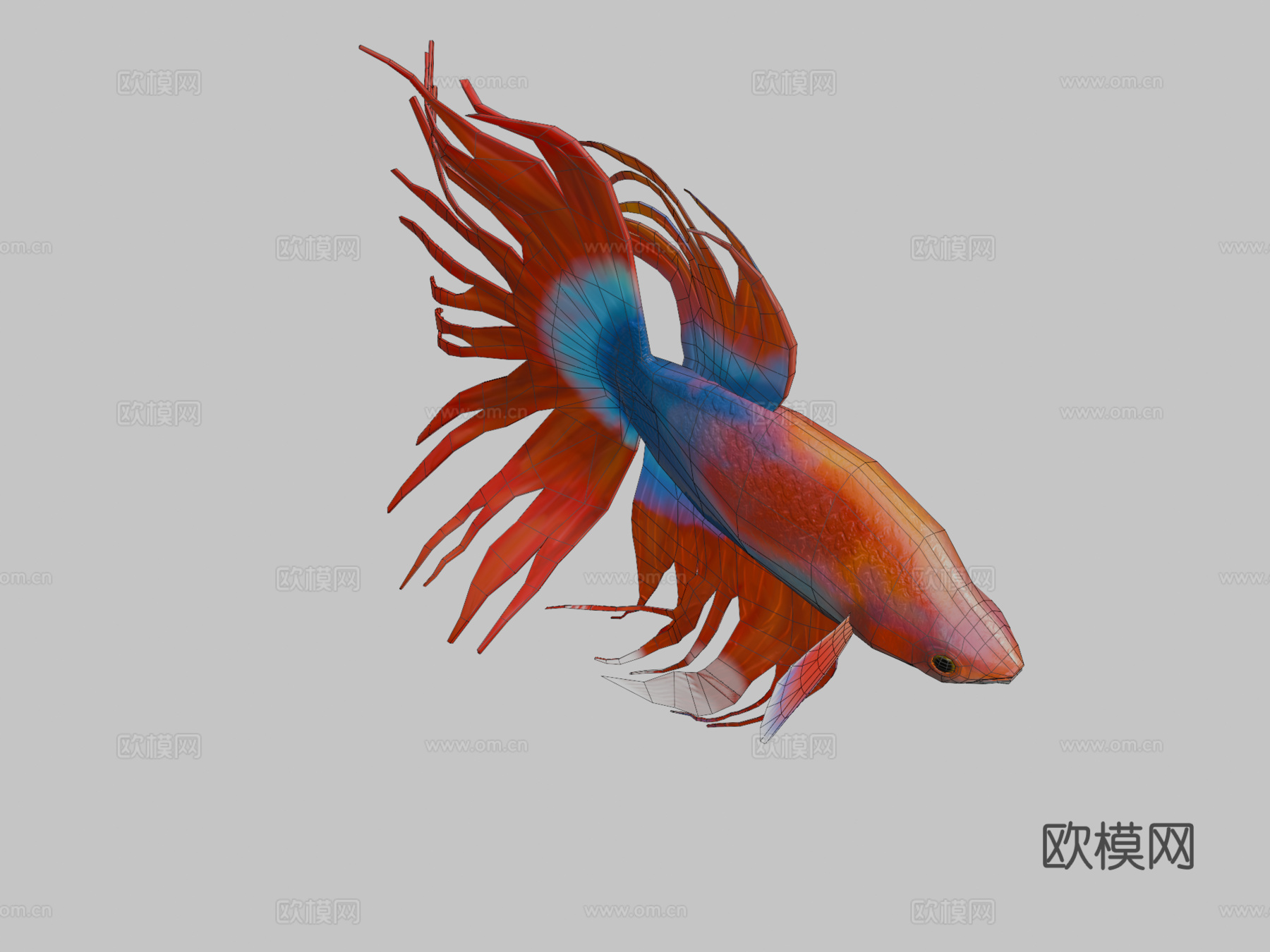 红色斗鱼3d模型