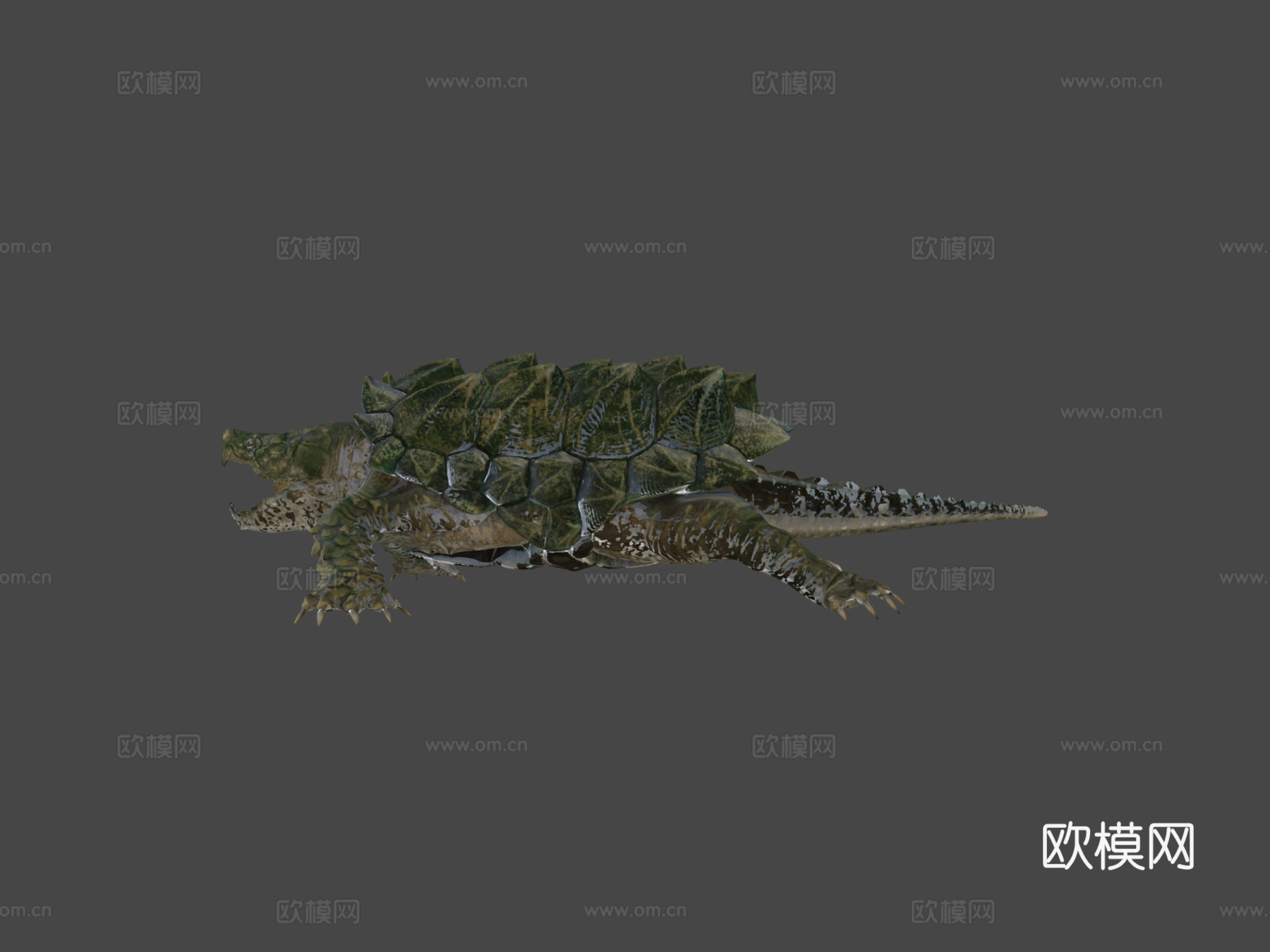 鳄龟3d模型