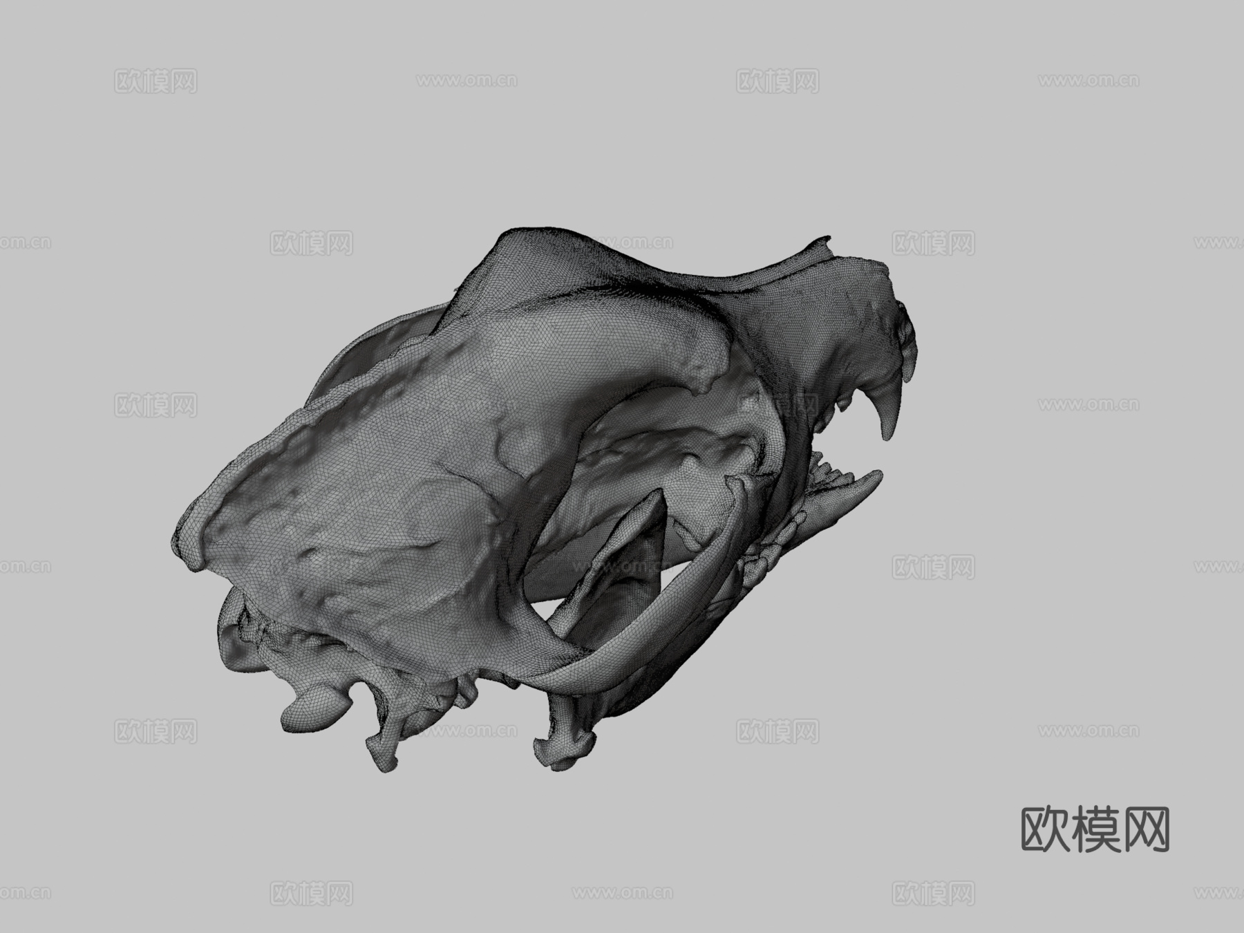 德国牧羊犬头骨3d模型