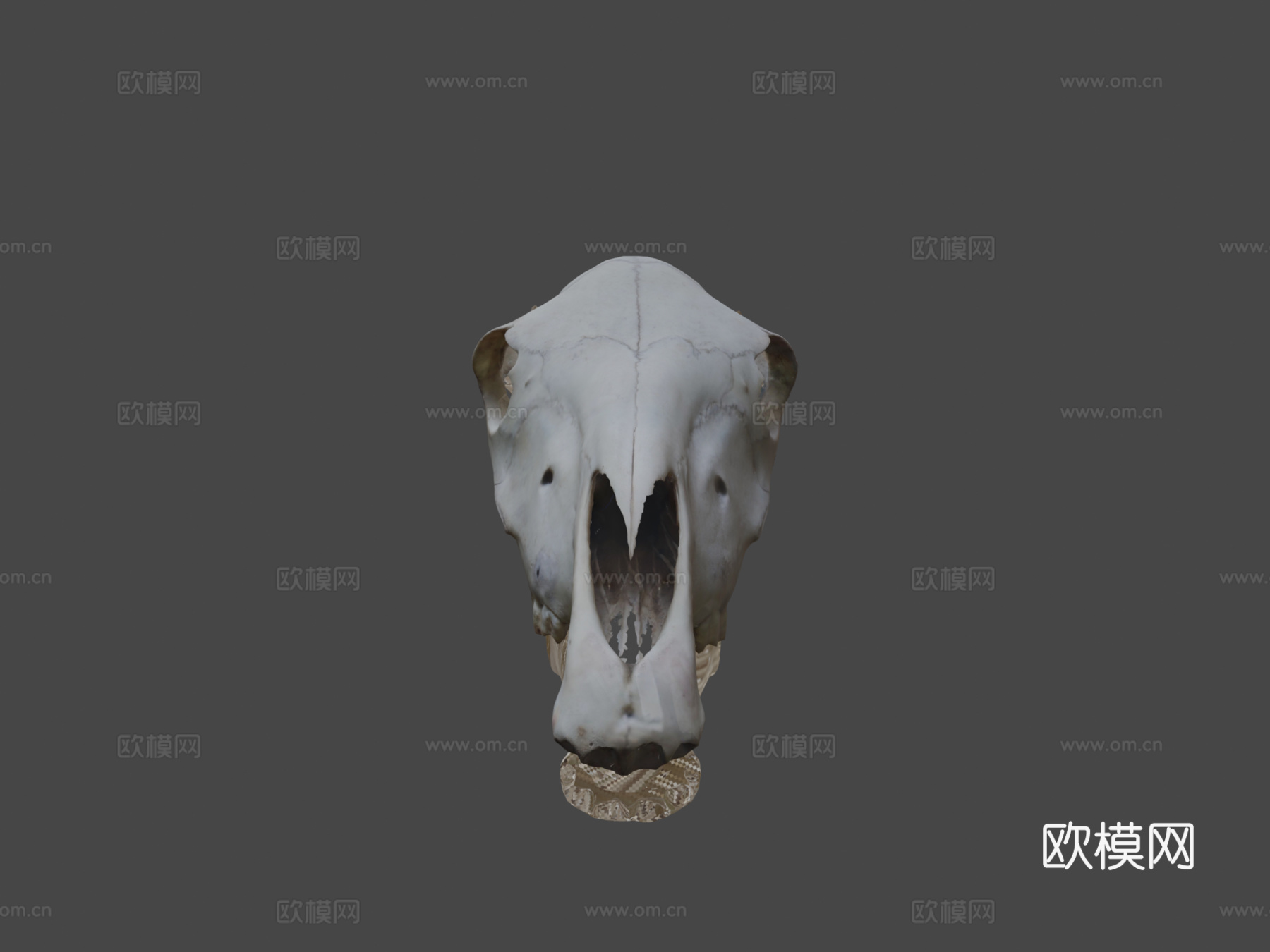 摄影测量马头骨3d模型