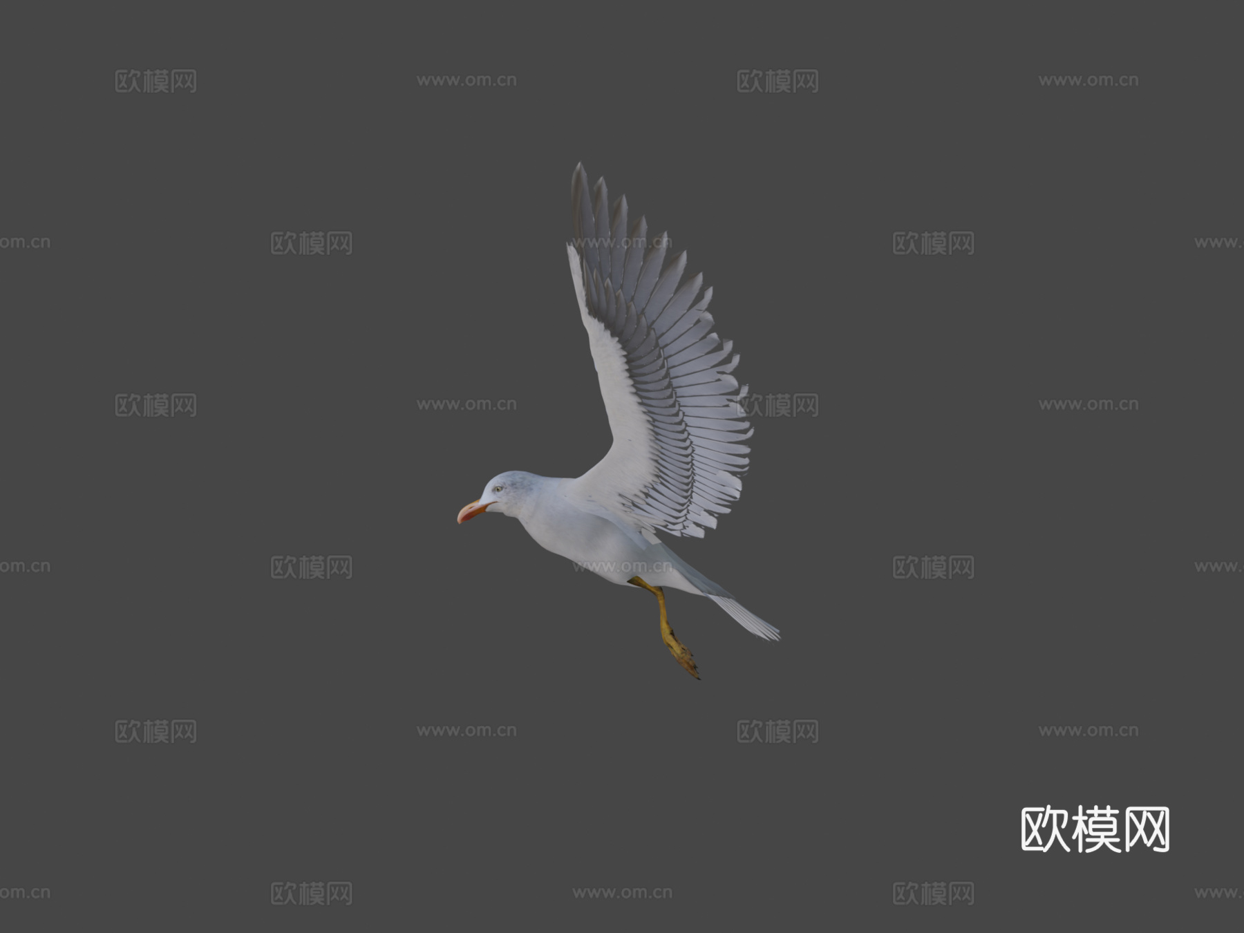 海鸥v23d模型