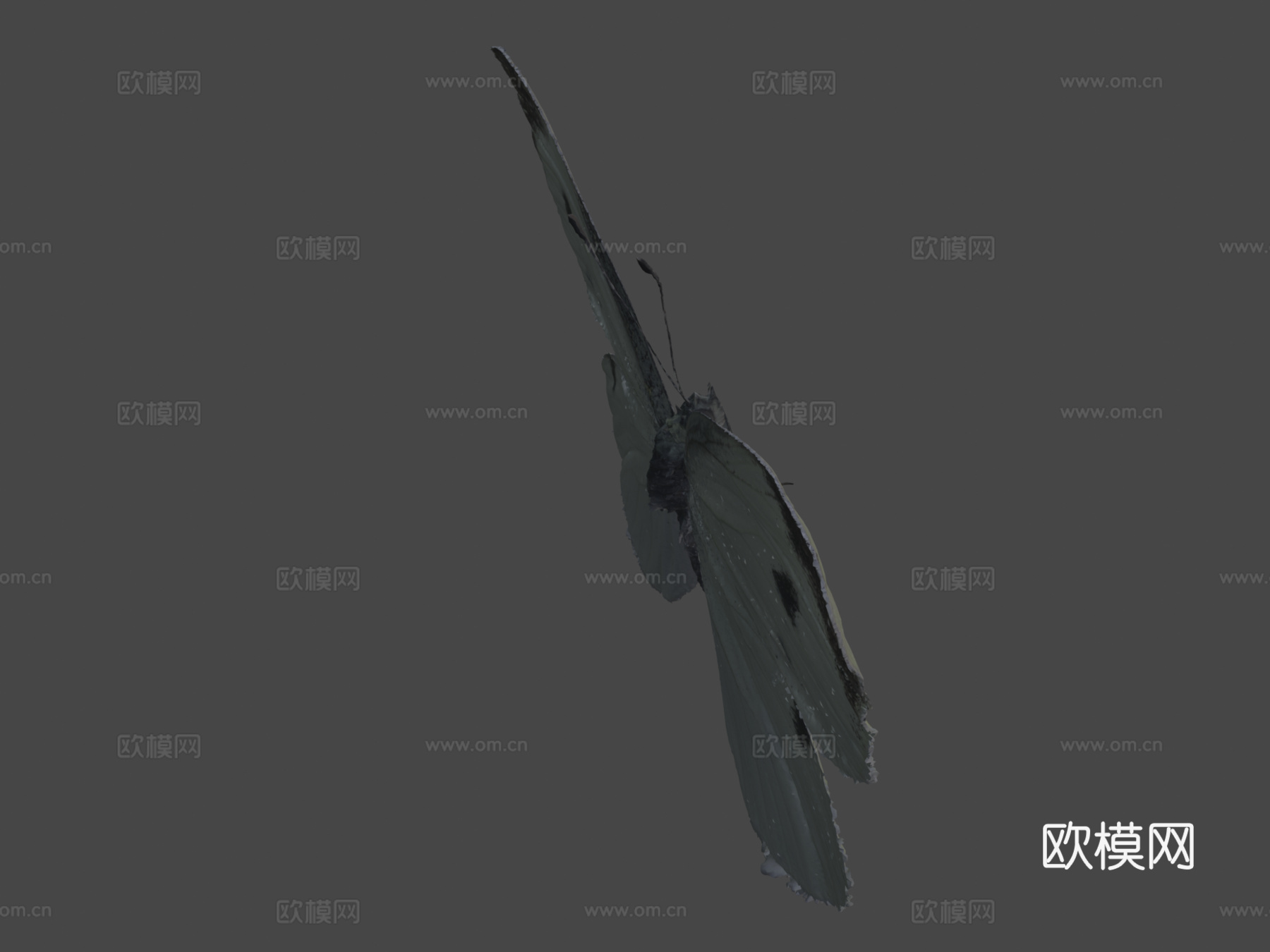 雄性菜粉蝶成虫3d模型