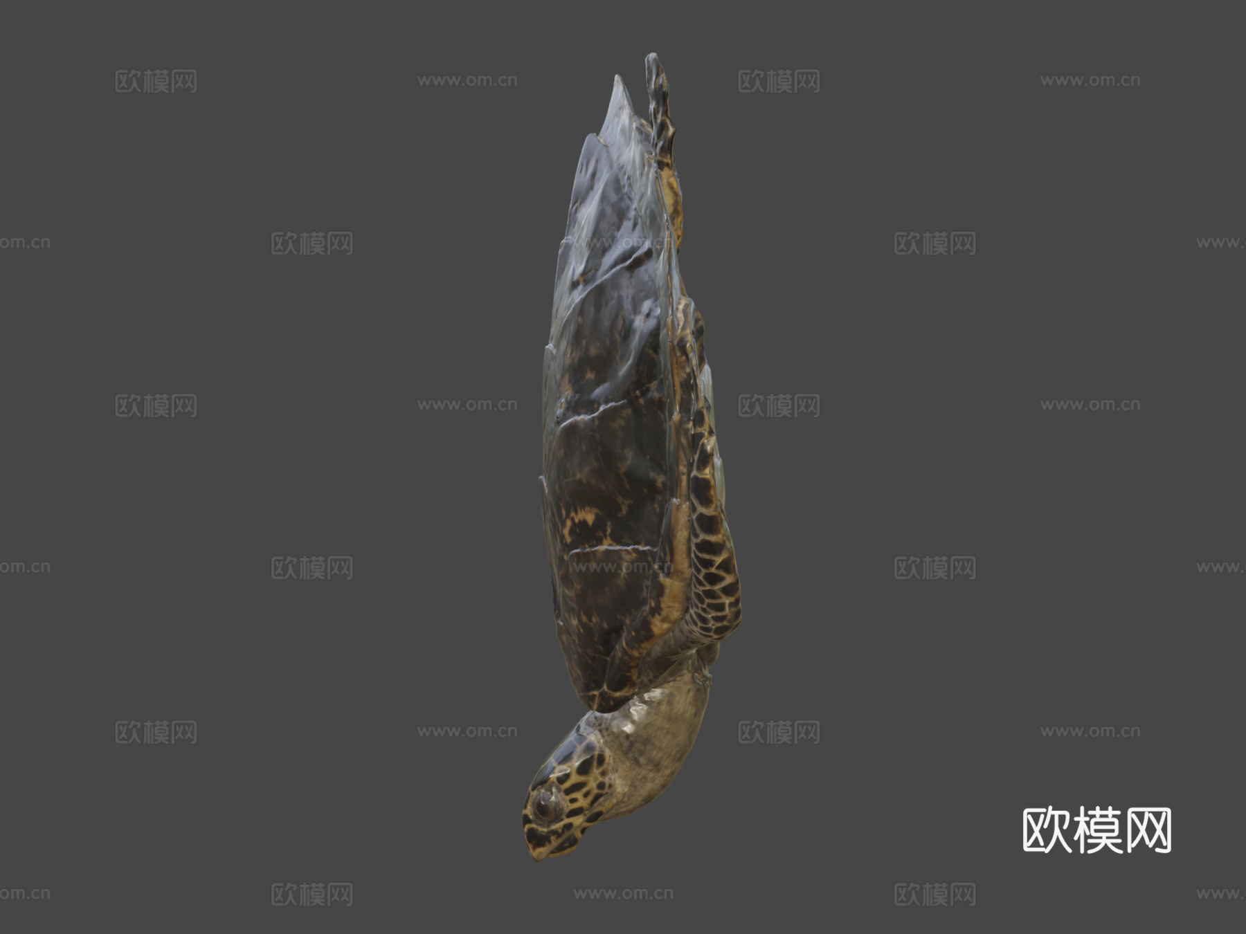 玳瑁海龟3d模型