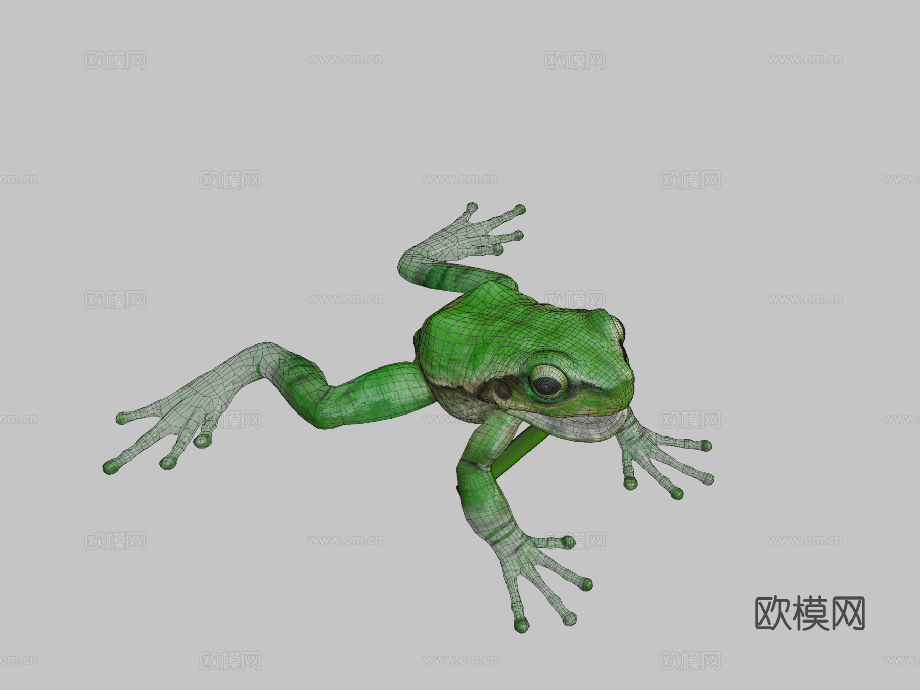 欧洲树蛙3d模型
