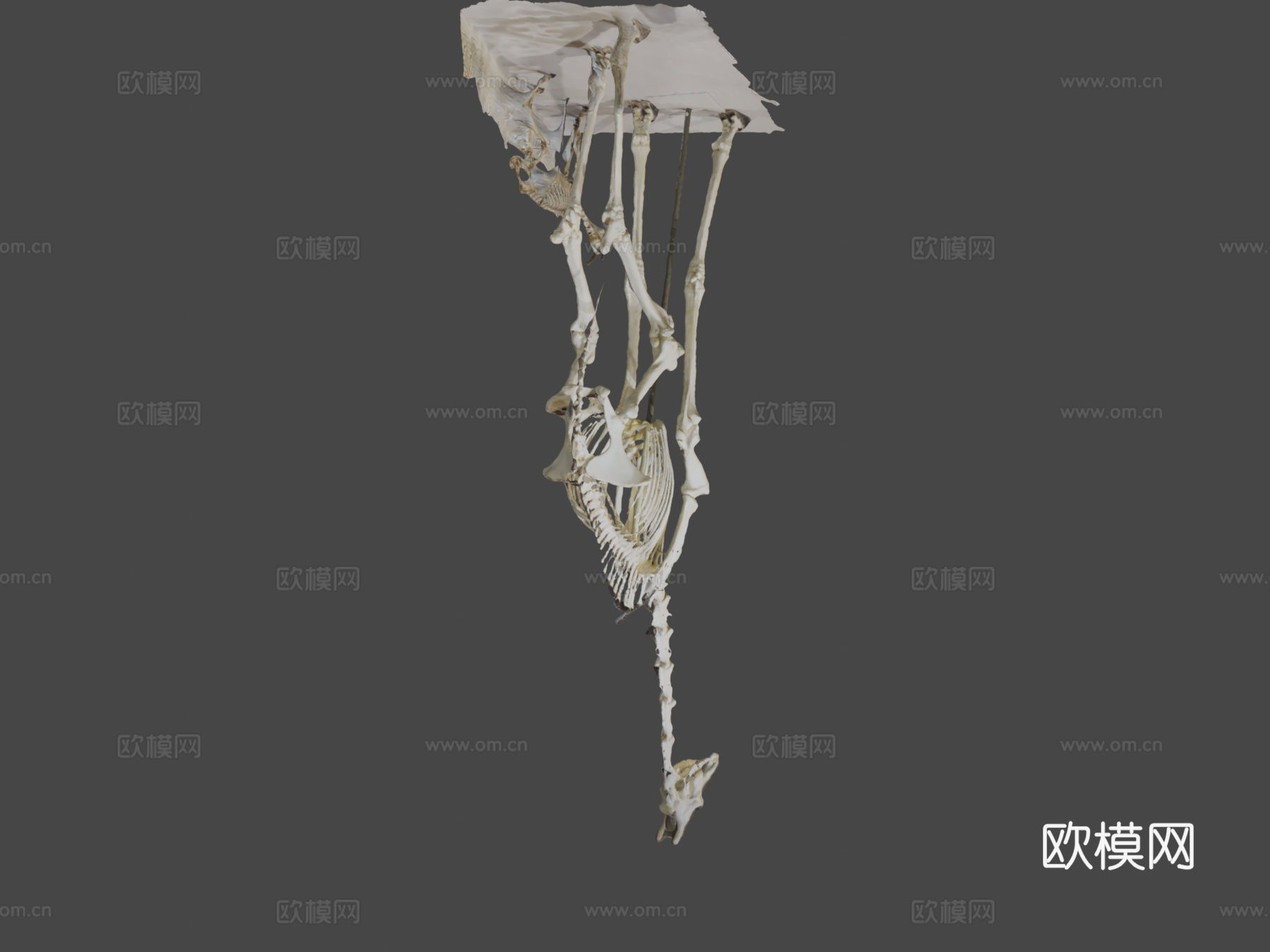 长颈鹿骨架3d模型