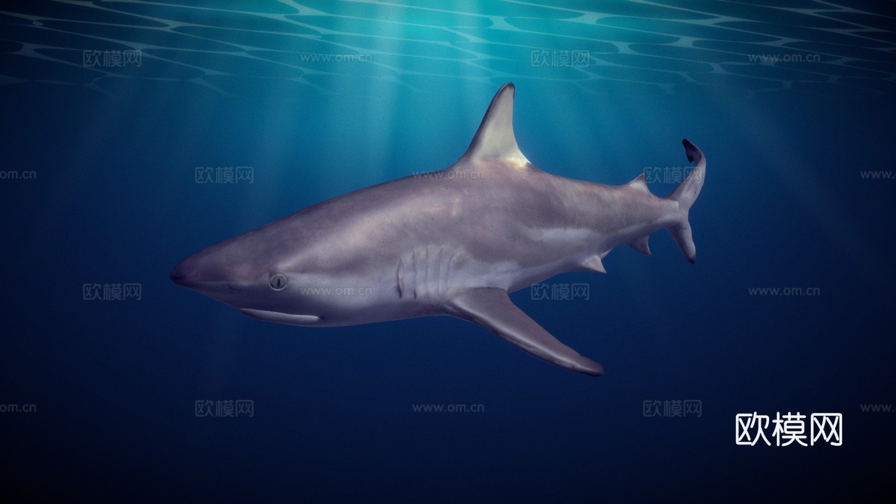 鲨鱼3d模型