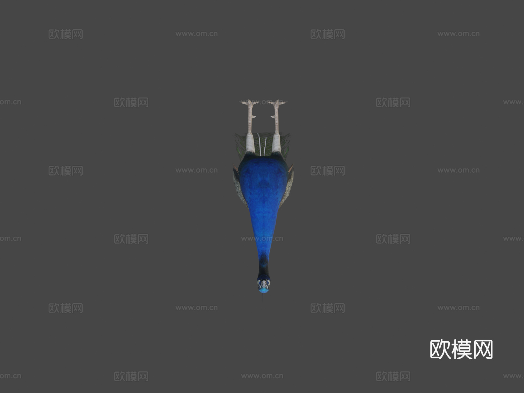 孔雀3d模型