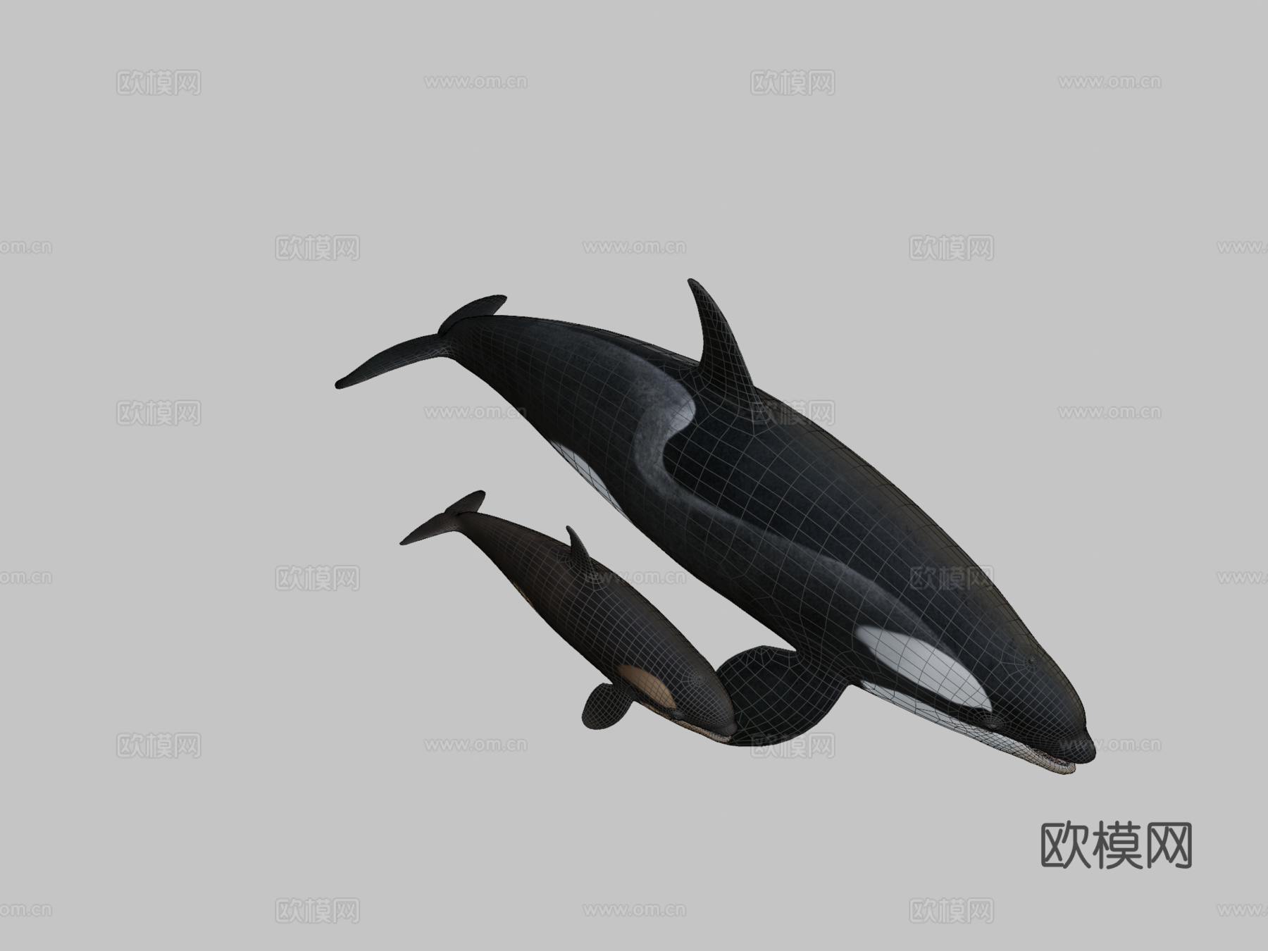 虎鲸—B型♀3d模型
