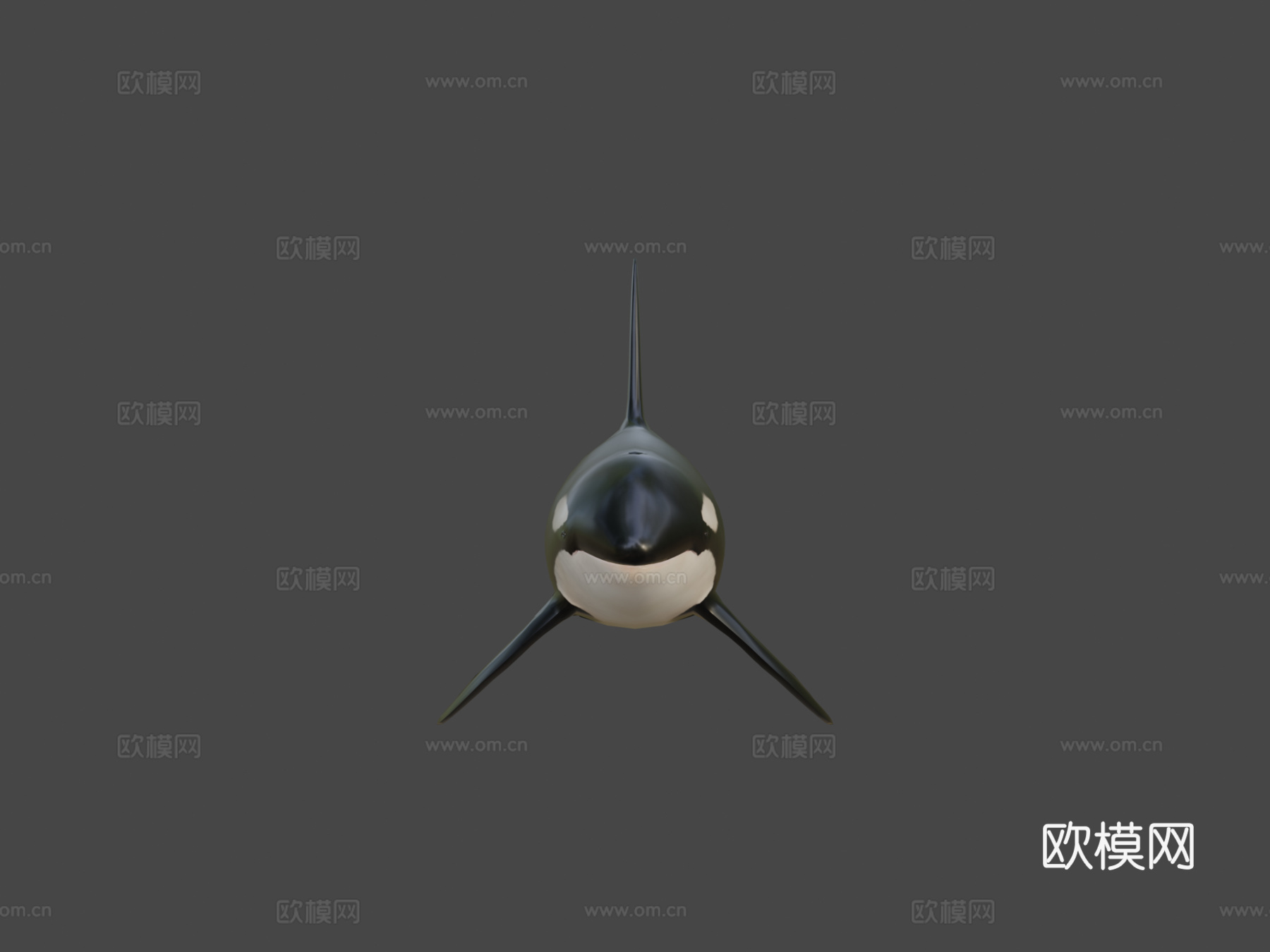 虎鲸(逆戟鲸)-杀人鲸3d模型