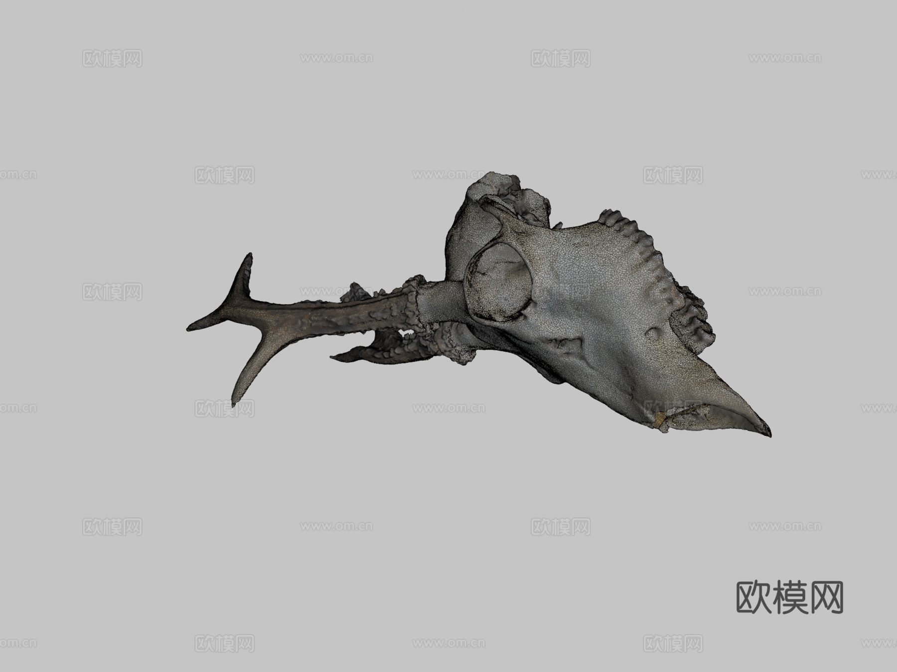 欣快鹿头骨3d模型