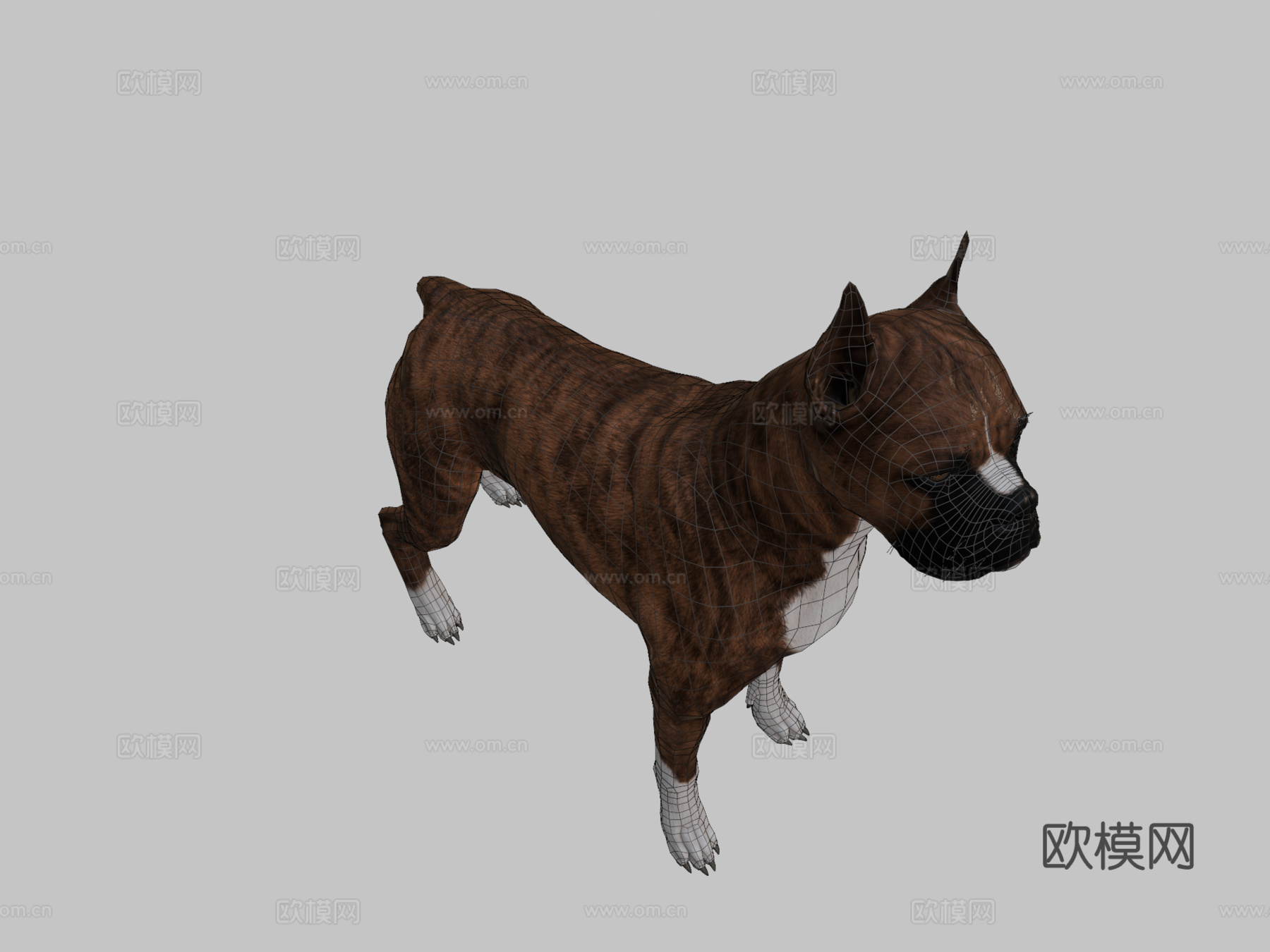 拳师犬3d模型