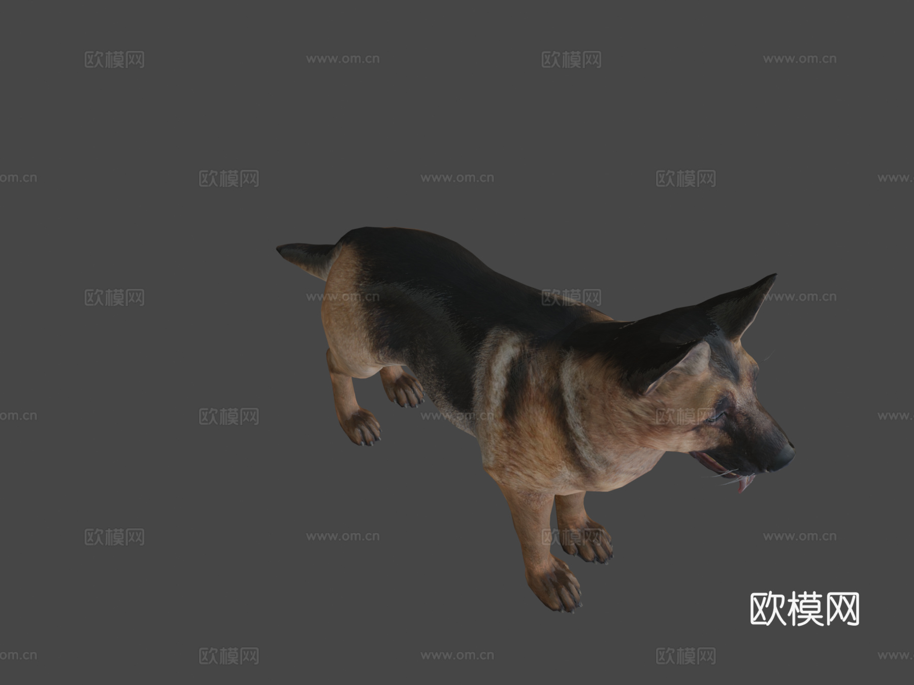 狗-牧羊犬3d模型