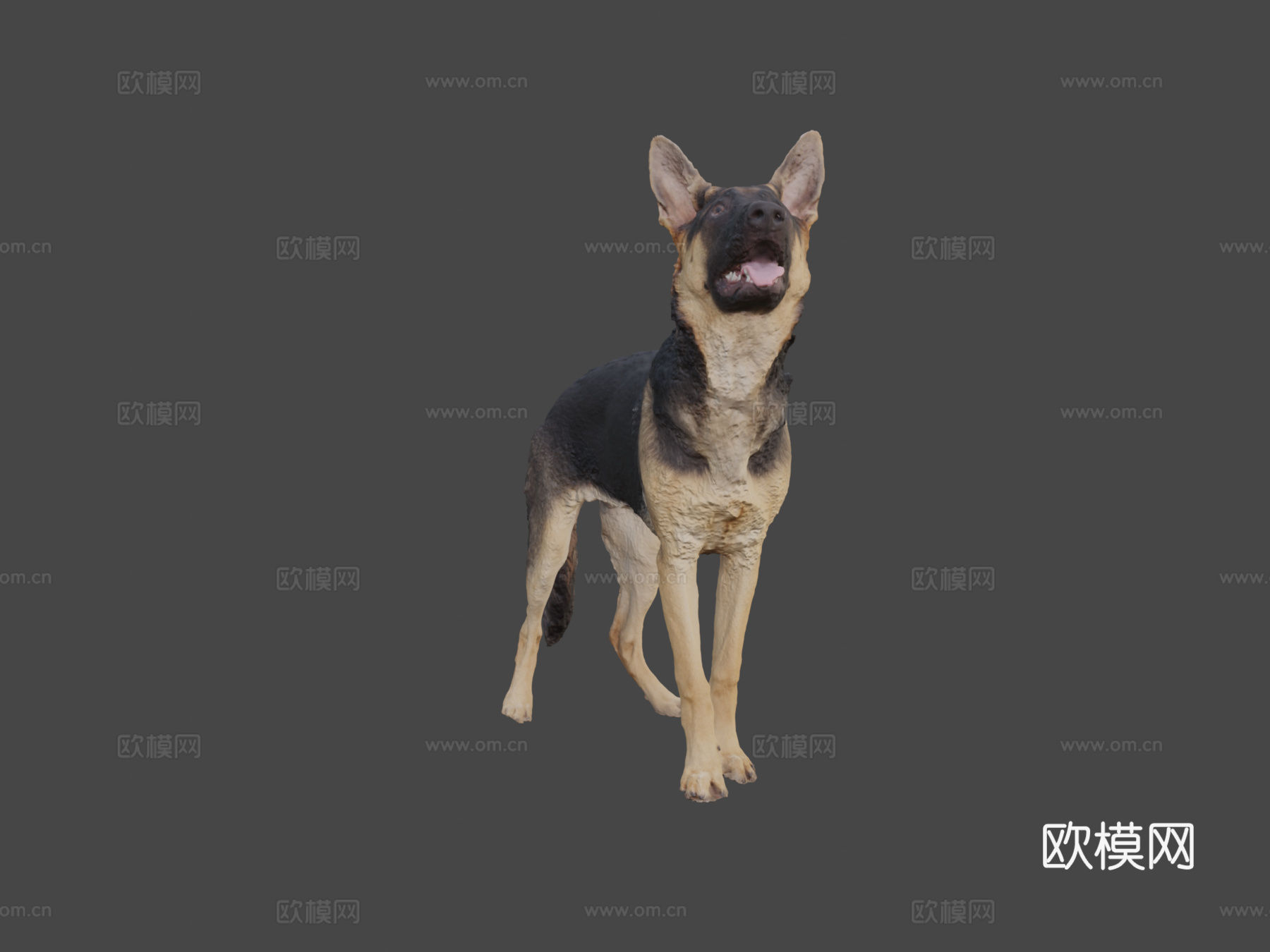 CD_德国牧羊犬幼犬扫描3d模型