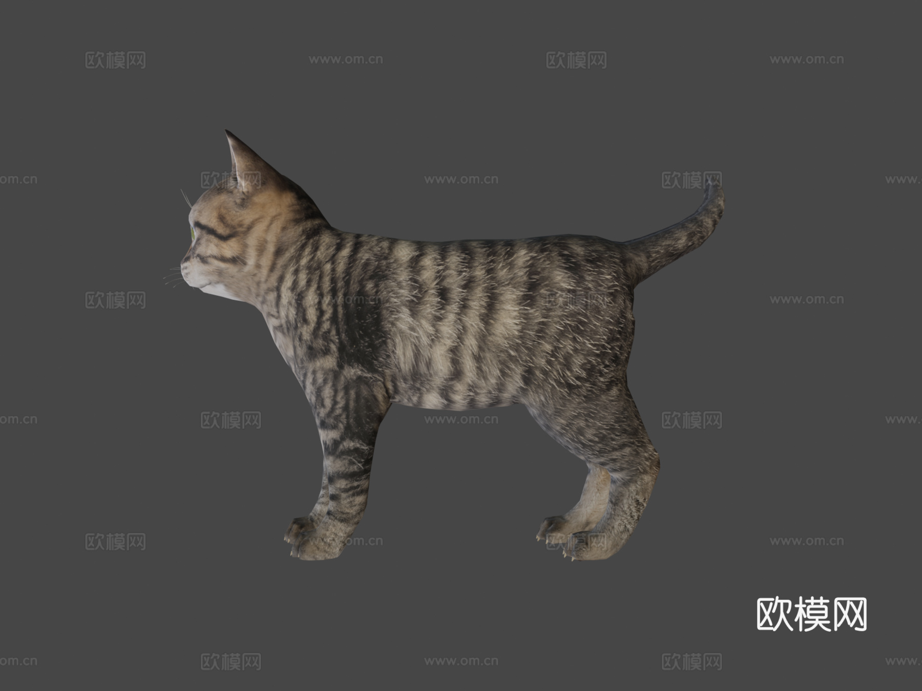 小虎猫3d模型