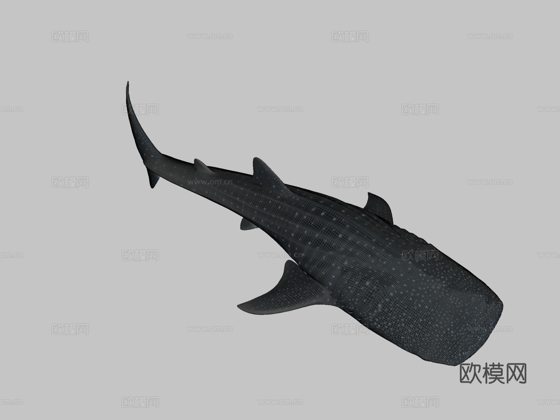 A型-鲸鲨3d模型