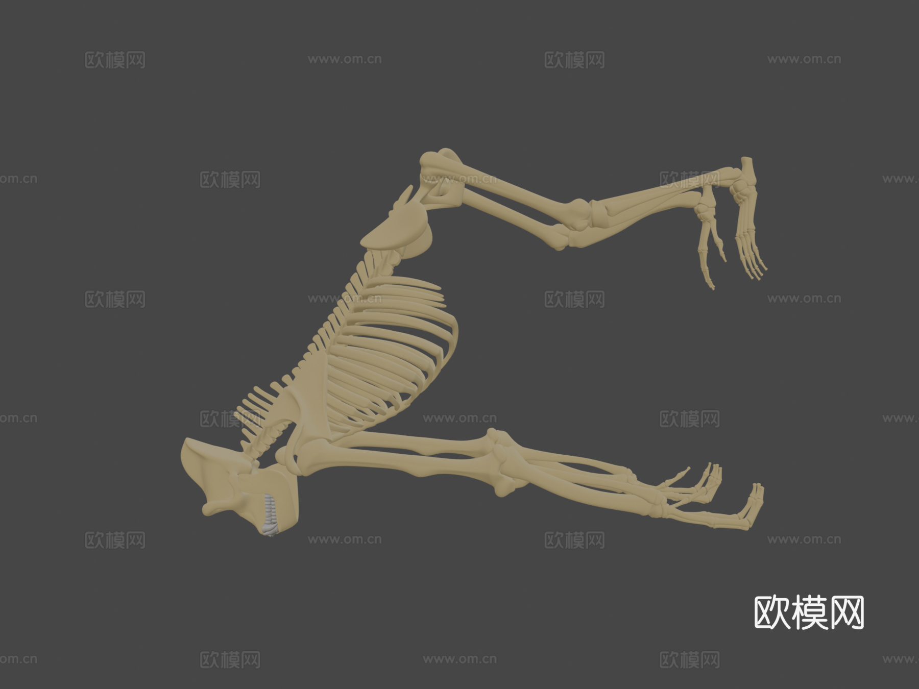 大猩猩骨架3d模型