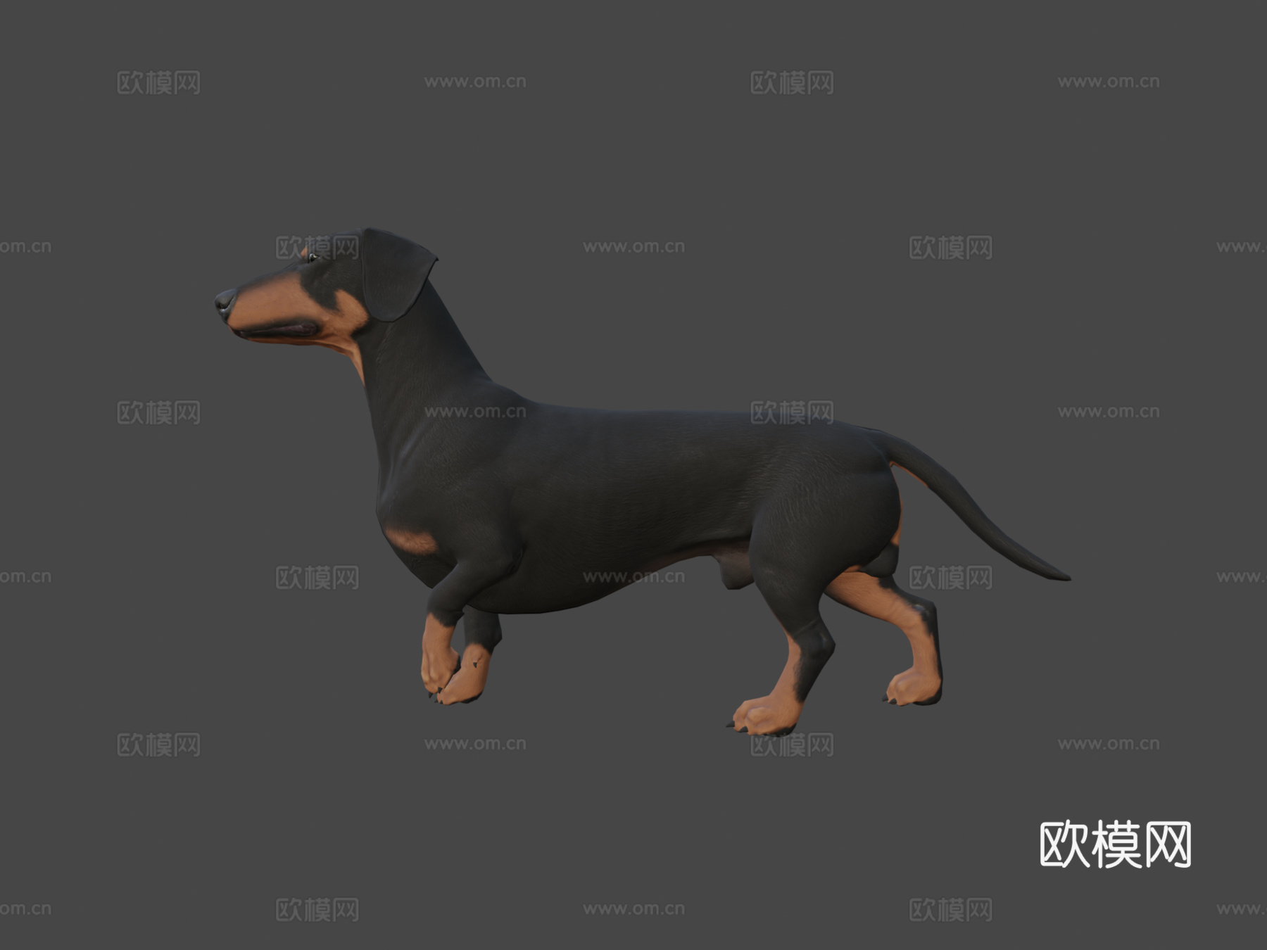 腊肠犬3d模型