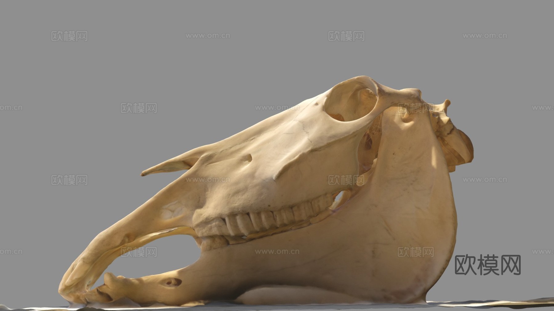 马头骨3d模型