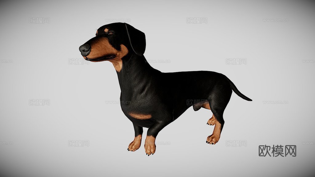 腊肠犬3d模型