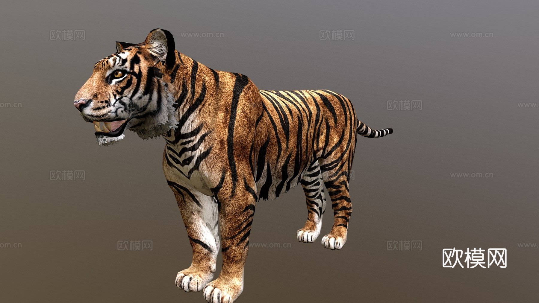 孟加拉虎3d模型