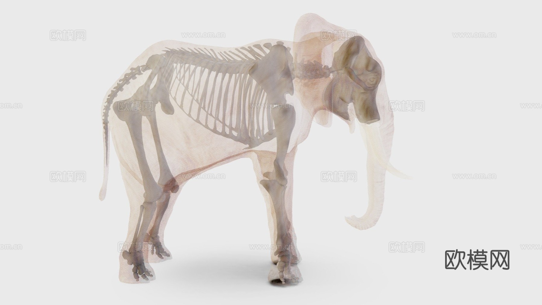 非洲象骨骼3d模型