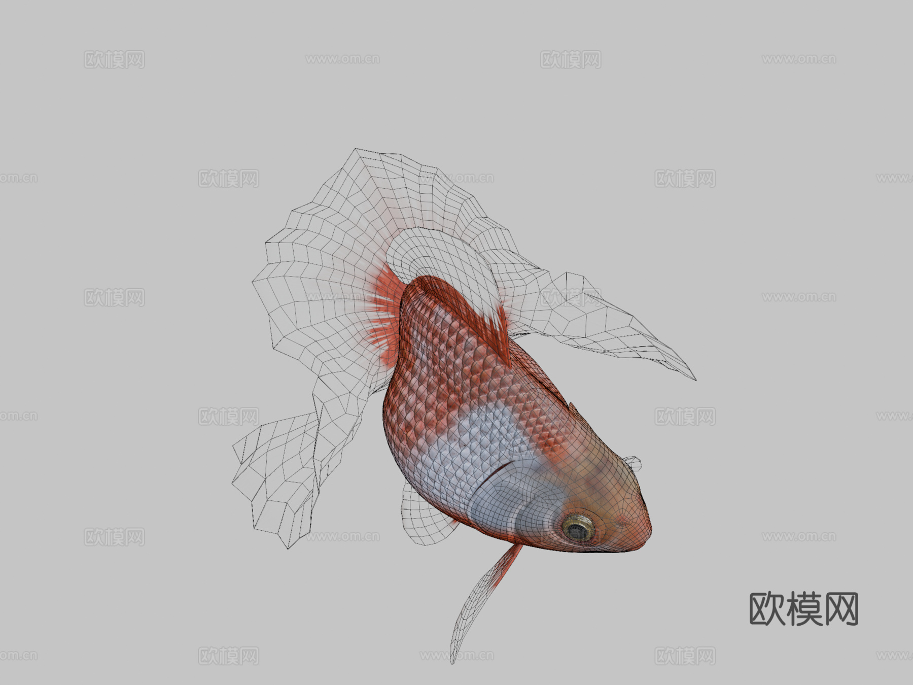 土佐金鱼3d模型