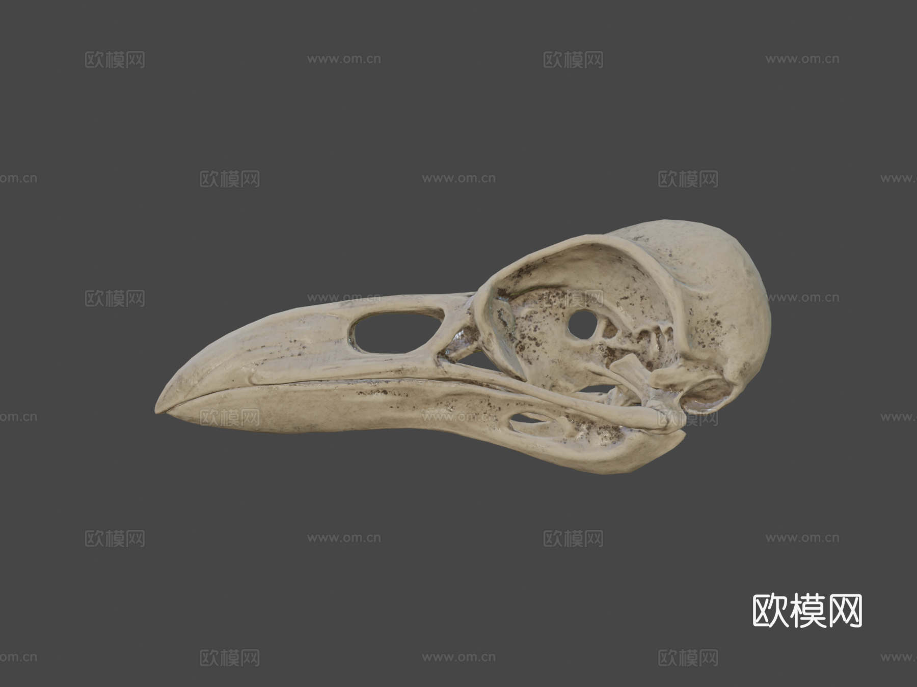 乌鸦头骨3d模型