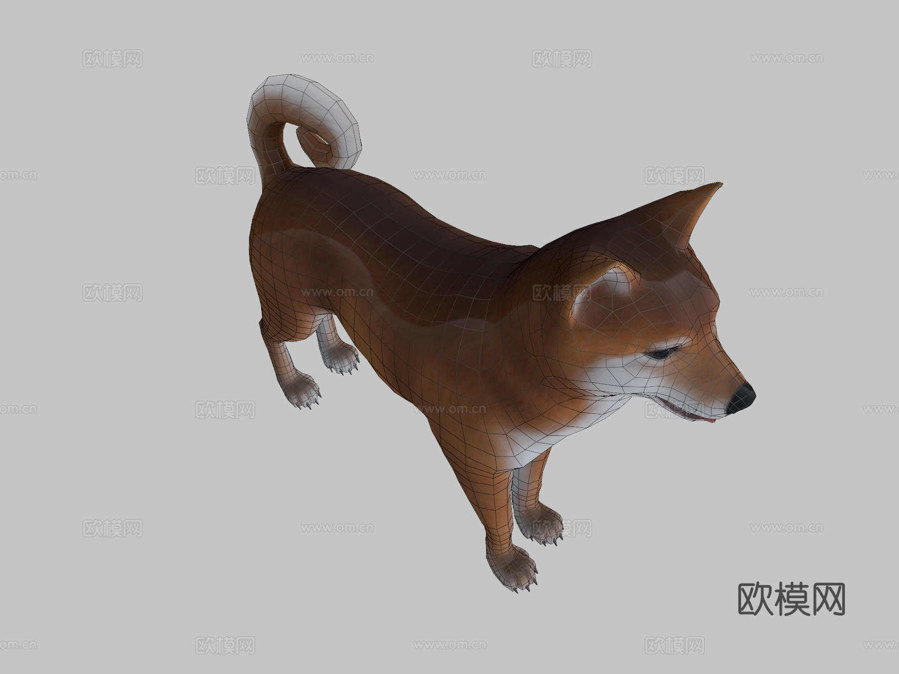 柴犬3d模型