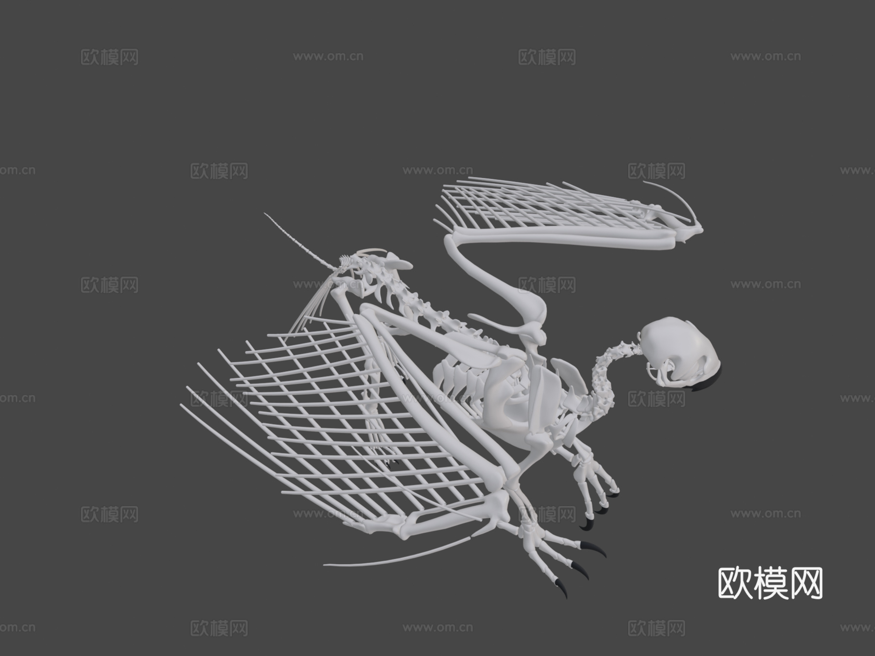 狮鹫骨架3d模型