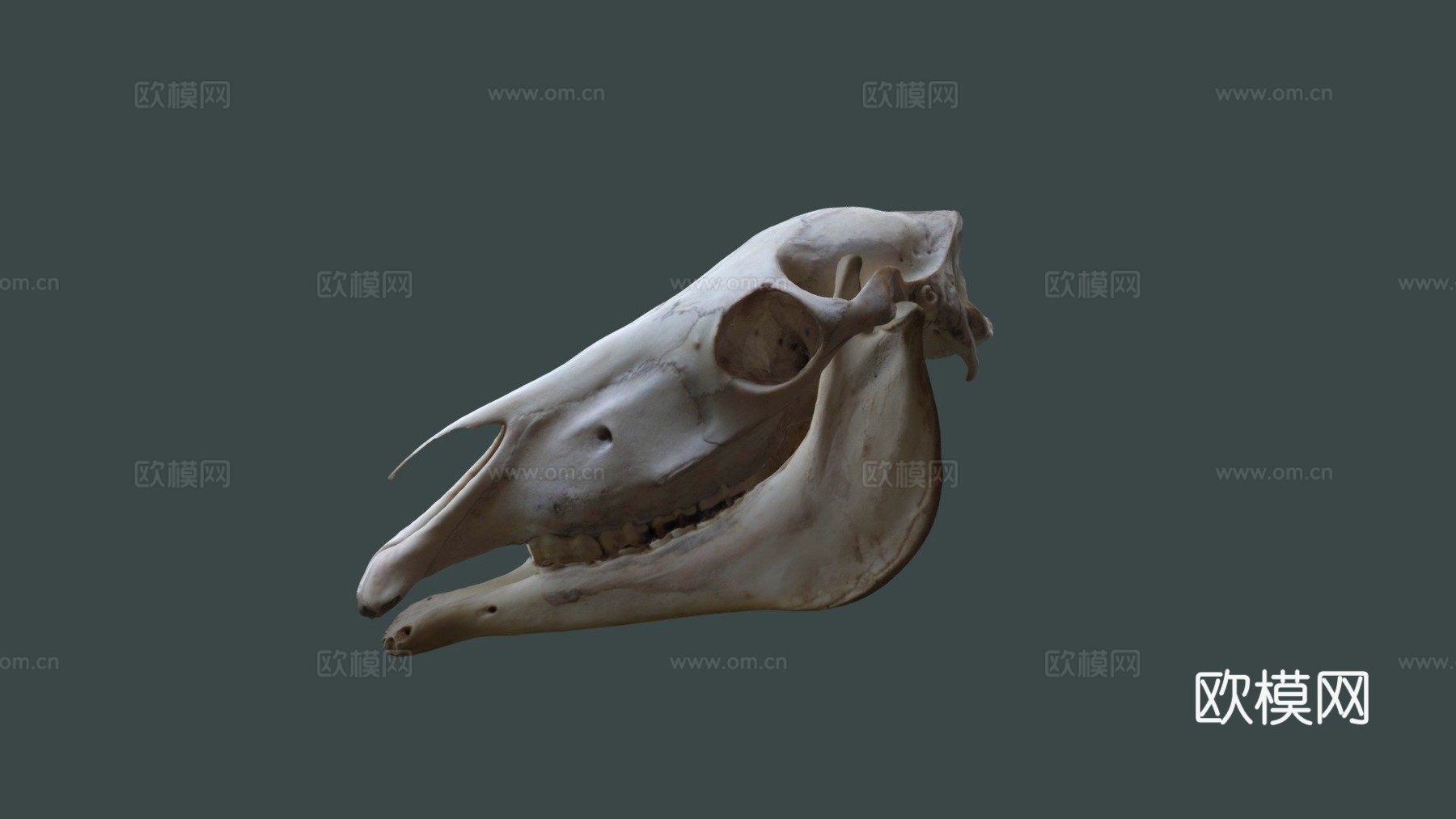 摄影测量马头骨3d模型
